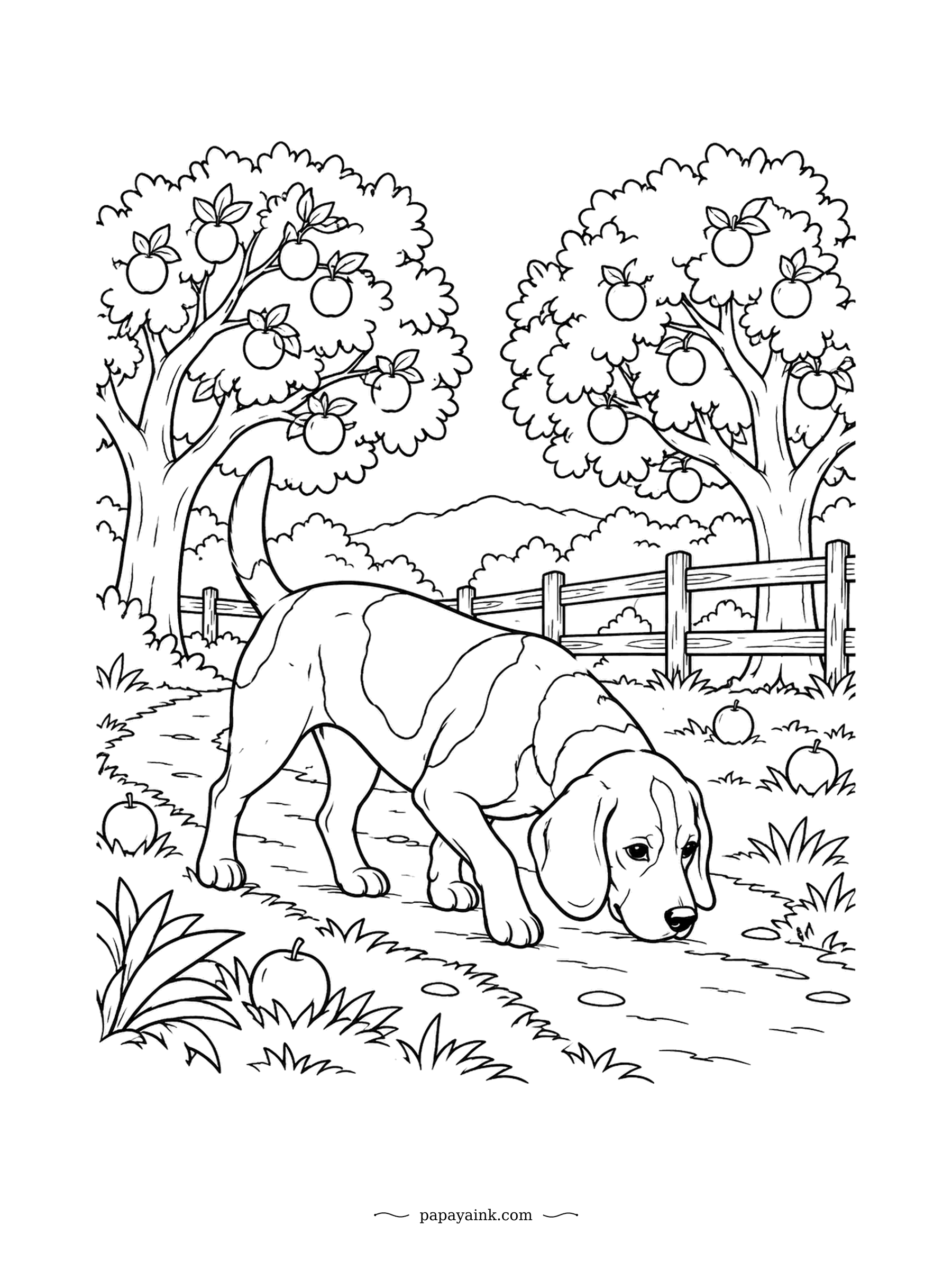 Dog Coloring Pages - With roughly two hundred million scent receptors, a beagle reads an orchard the way we read a newspaper. This one has found something under the apple trees and is not looking up until it is solved. Classic coloring - black saddle, tan head, white legs.