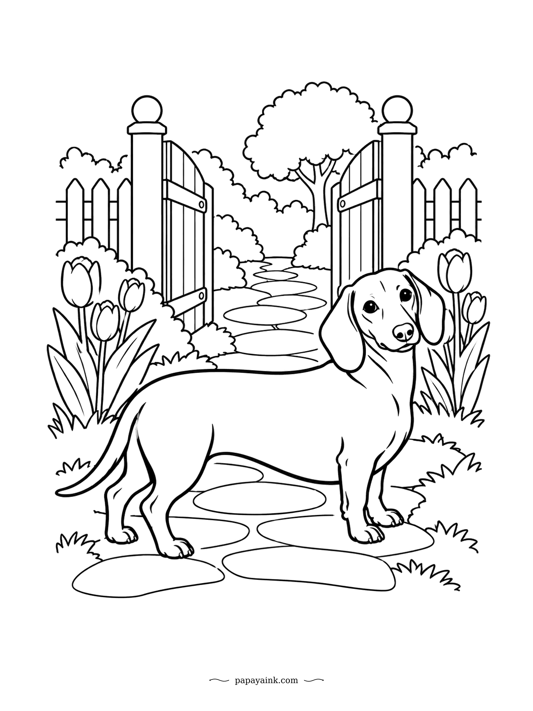 Dog Coloring Pages - Tulips line the stepping-stone path and the garden gate stands open, but the dachshund has stopped halfway to consider whether it is worth the walk. Clean outlines and smooth shapes - a calm, easy page.