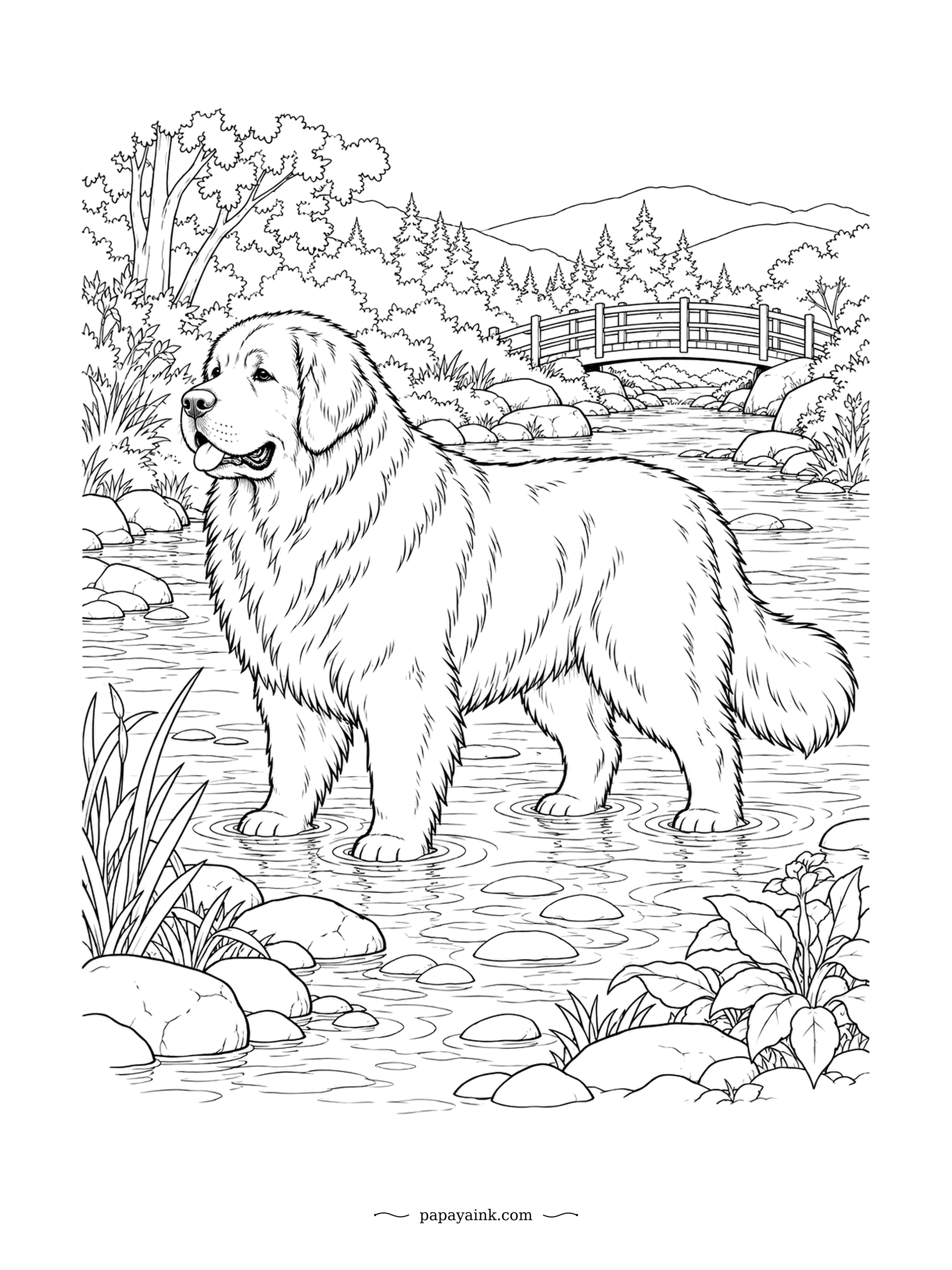 Dog Coloring Pages - Webbed feet and a water-resistant coat made the Newfoundland a famous rescue swimmer, and this one is happily wading through a shallow creek. A wooden footbridge crosses behind. Ripples, rocks and that heavy shaggy fur reward a sharp pencil.