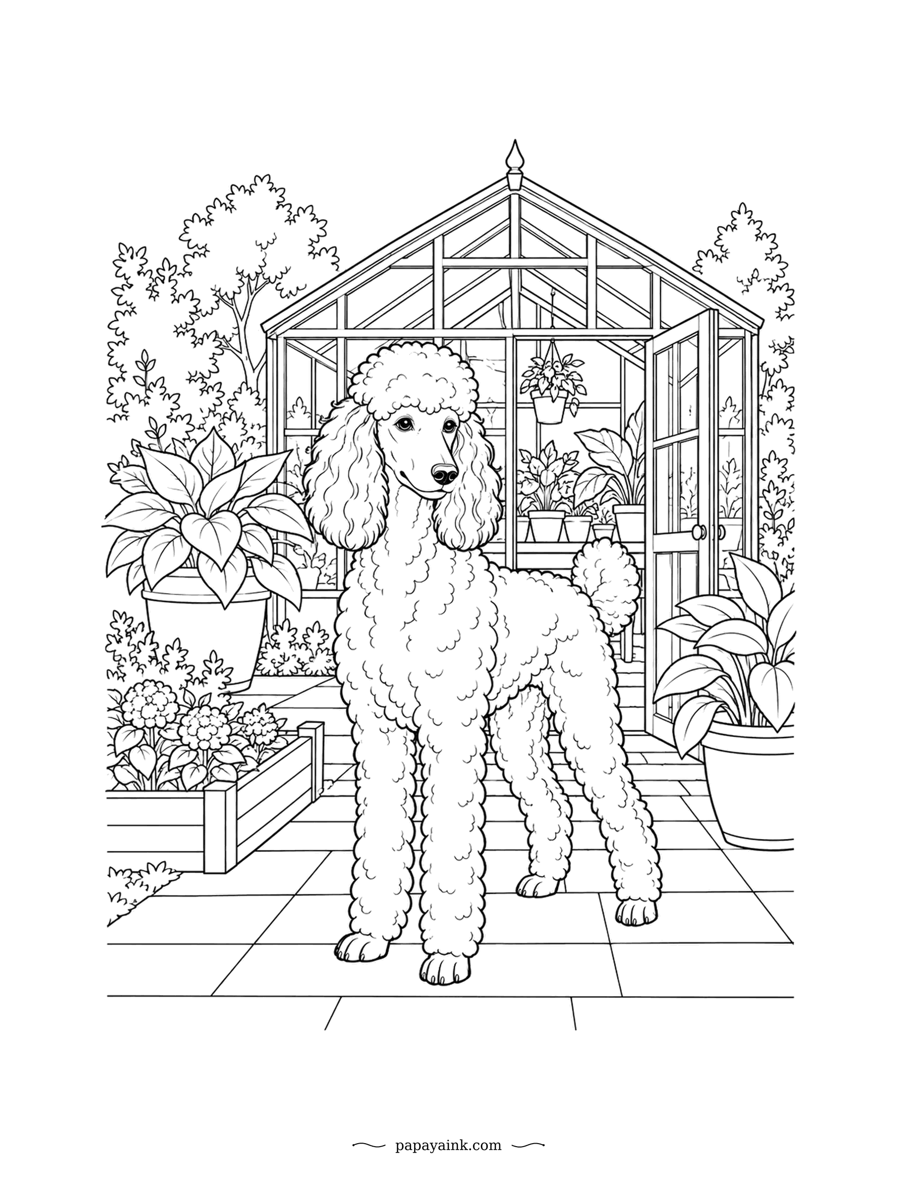 Dog Coloring Pages - Curls from nose to tail, the standard poodle stands on the tiled path outside a glass greenhouse full of potted plants. Originally a water retriever, despite the reputation. Detailed - every curl is its own small shape.
