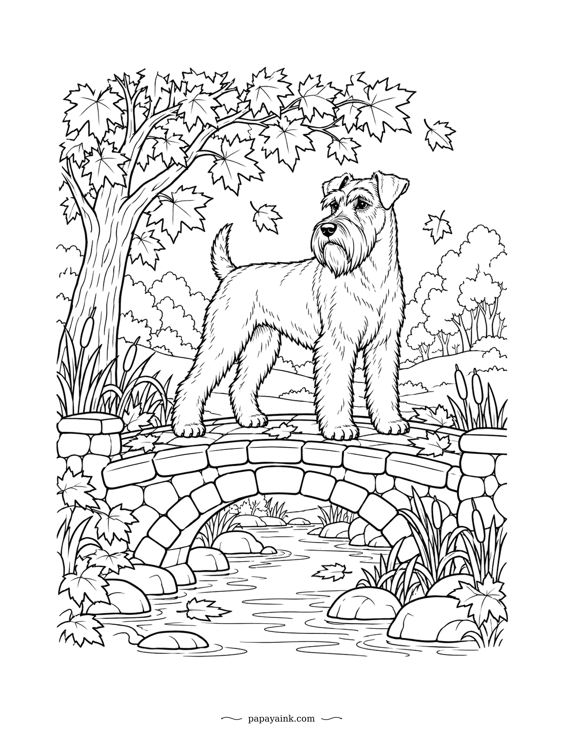 Dog Coloring Pages - Falling maple leaves drift past the little stone bridge, and the schnauzer stands on top of it with its famous beard and eyebrows on full display. Cattails grow along the stream. Rich autumn oranges and reds for the leaves.