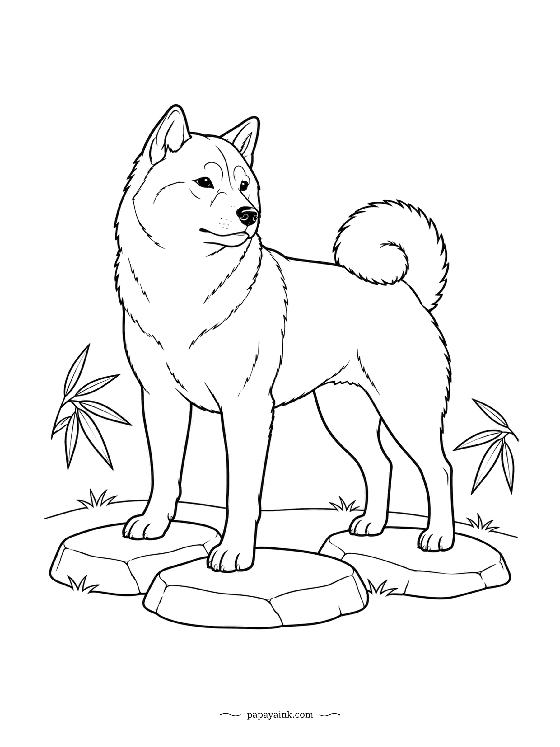Dog Coloring Pages - Fox-like face, a curl over the back and a confident stance on three stepping stones - the Shiba Inu is one of the oldest dog breeds in Japan. Bamboo leaves frame the scene. Large clear shapes, ideal for markers.
