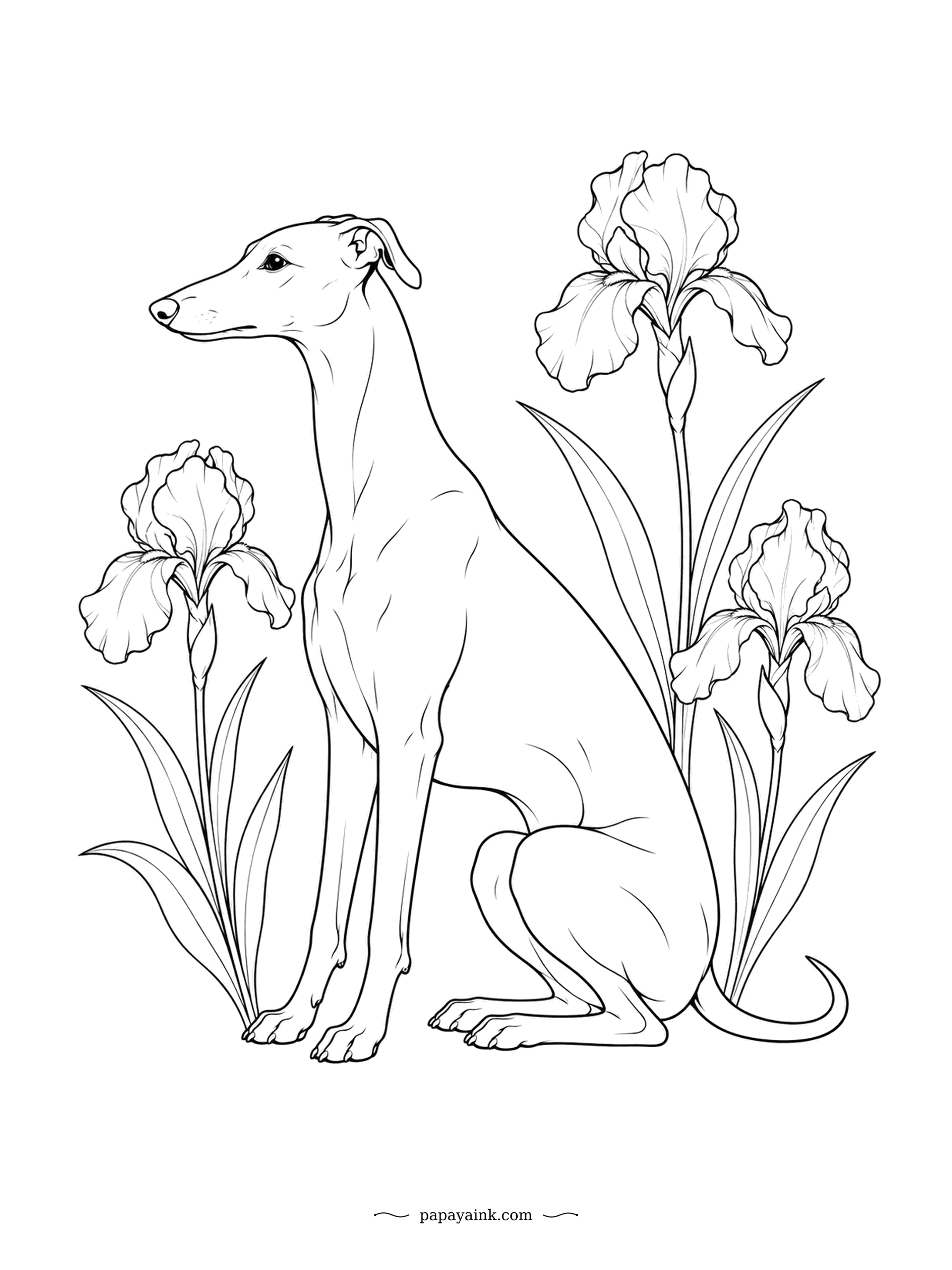 Dog Coloring Pages - Tall bearded irises bloom around a seated whippet in an elegant botanical study. Lean lines, long neck and folded ears make the breed a natural subject for line art. Try soft violet and blue for the iris petals.