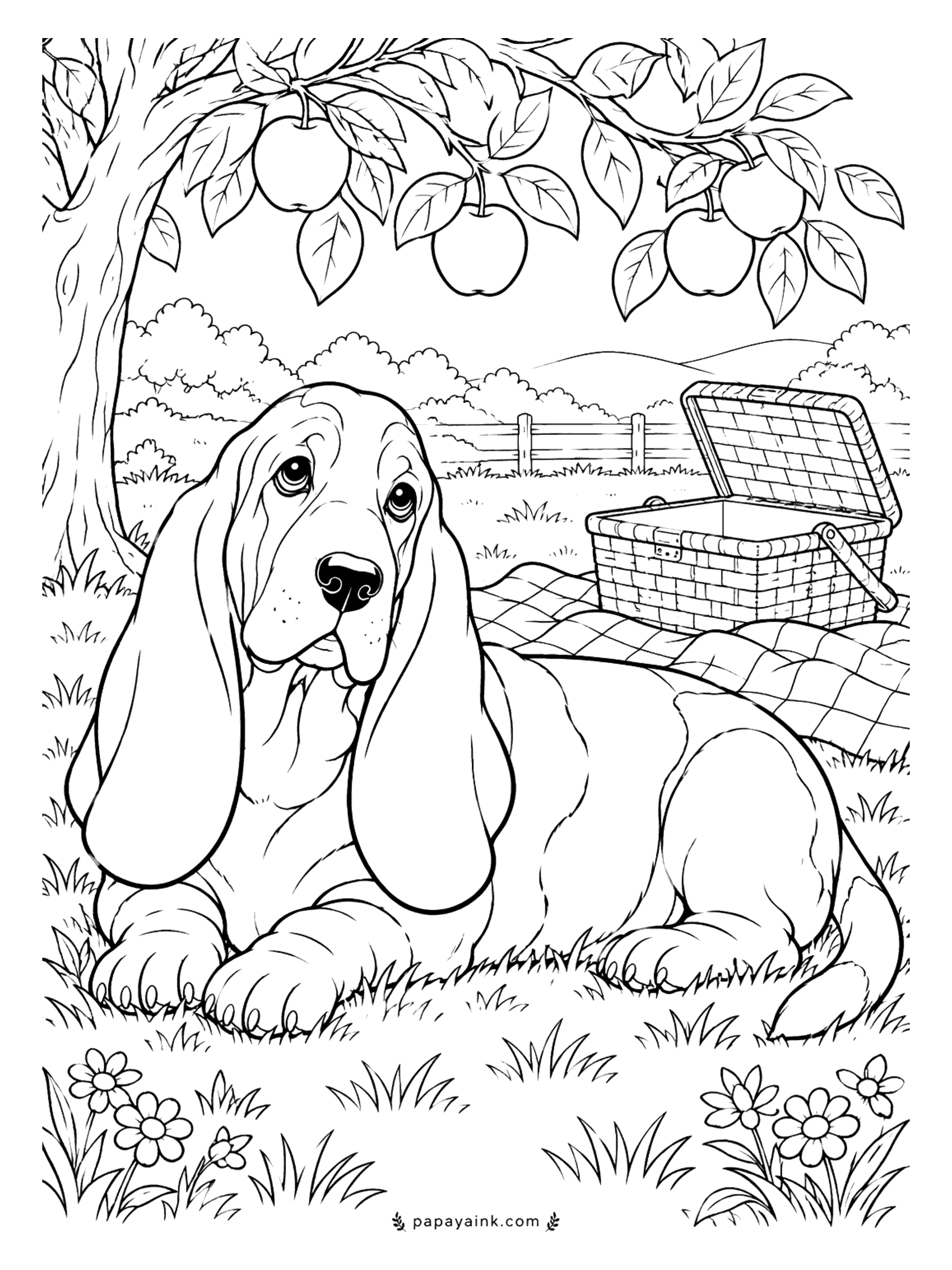 Dog Coloring Pages - Nobody does disappointment like a basset hound. The picnic basket stands open and empty on the blanket, the apples hang out of reach, and those ears have sunk all the way to the grass. Large shapes - the long ears are a good place to practice shading.
