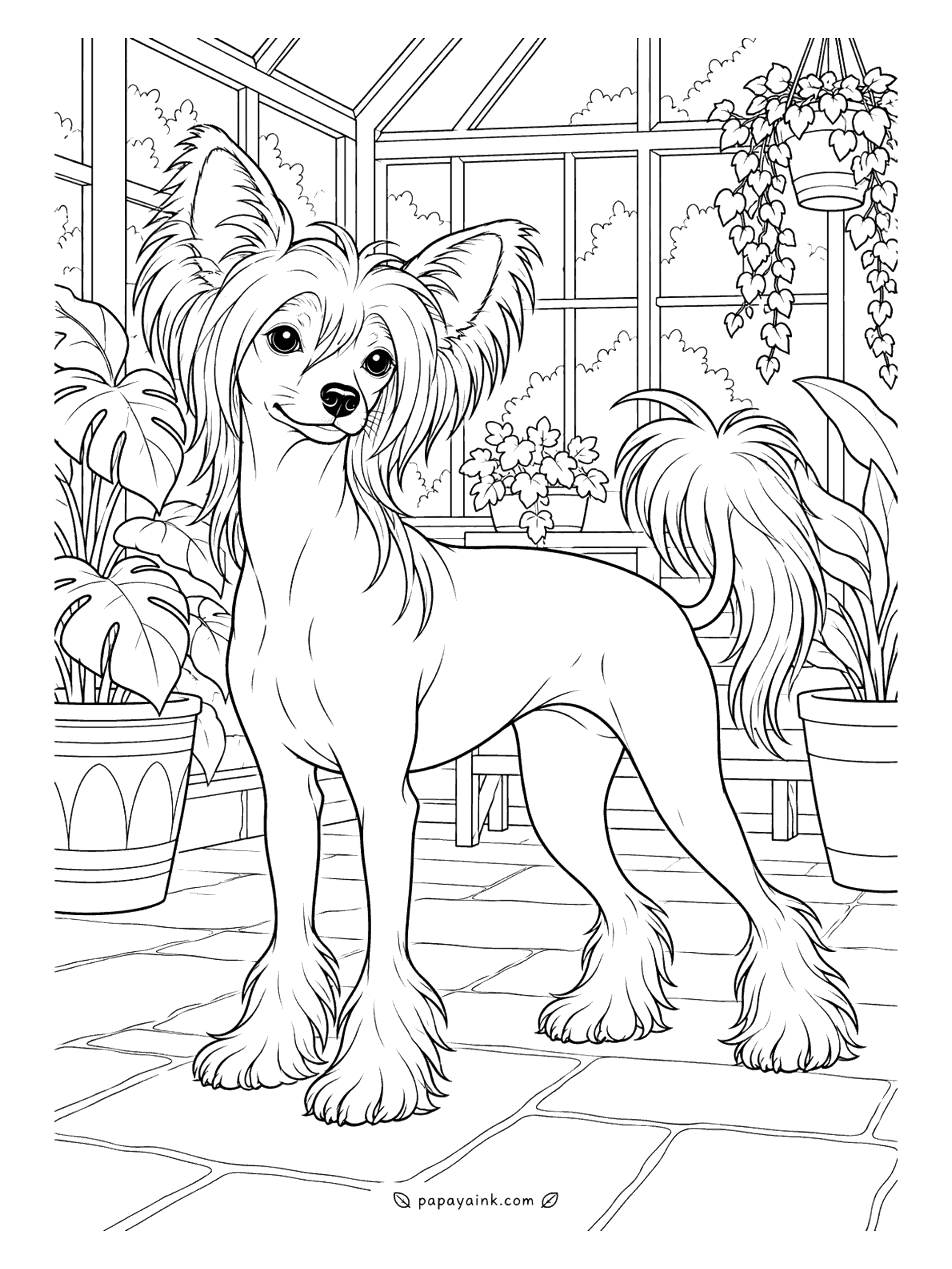 Dog Coloring Pages - Hairless body, silky crest, plumed tail and feathered feet - the Chinese crested looks designed by committee and carries it off anyway. Here it stands among the potted plants of a glass greenhouse. Smooth skin in pink or gray, crest in cream.
