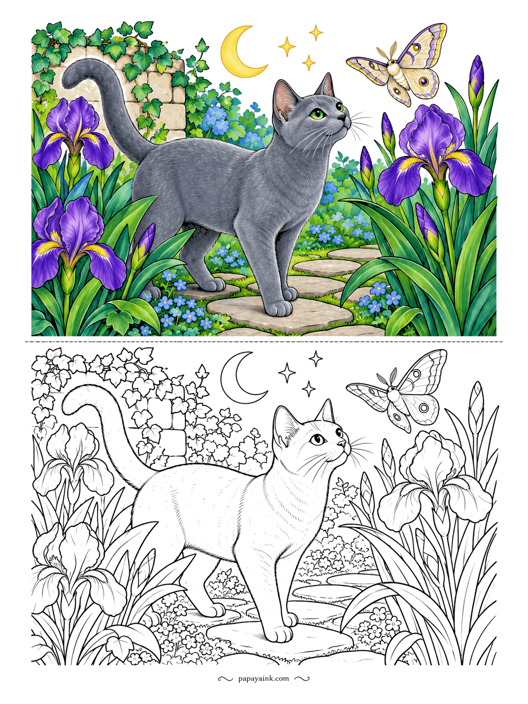 Cat Coloring Pages - Garden at night. A Russian Blue walks the stepping stones between irises, looking up at a moth under the crescent moon. Dark background pencils will make the gray coat and the pale moth glow. Detailed - iris petals and ivy on the wall.
