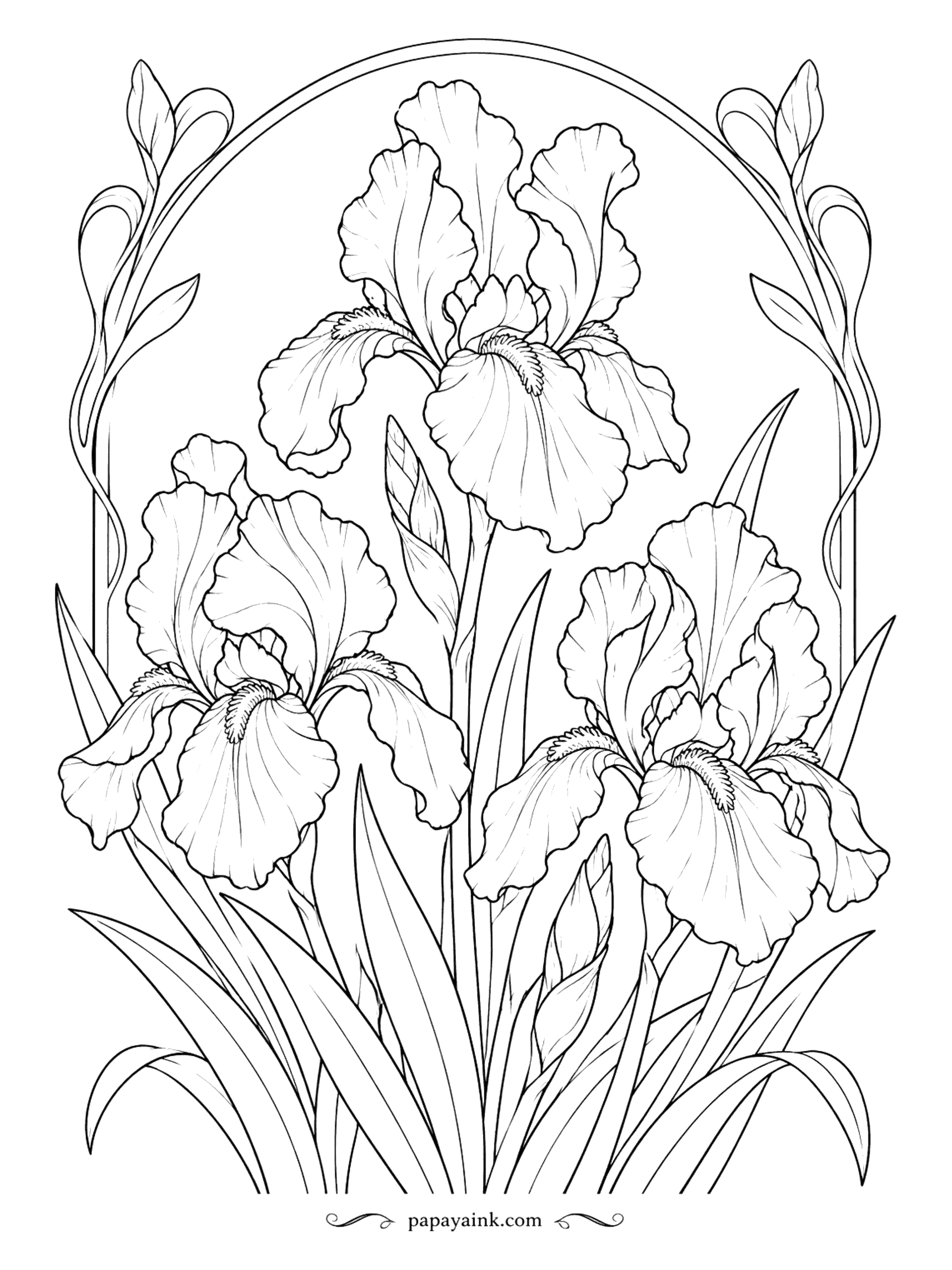 Flower Coloring Pages - Art Nouveau loved irises, and this page borrows the style: tall flowers under a slim arch of curling stems, all smooth flowing lines. Muted purples, sage and gold give it the look of an old poster.