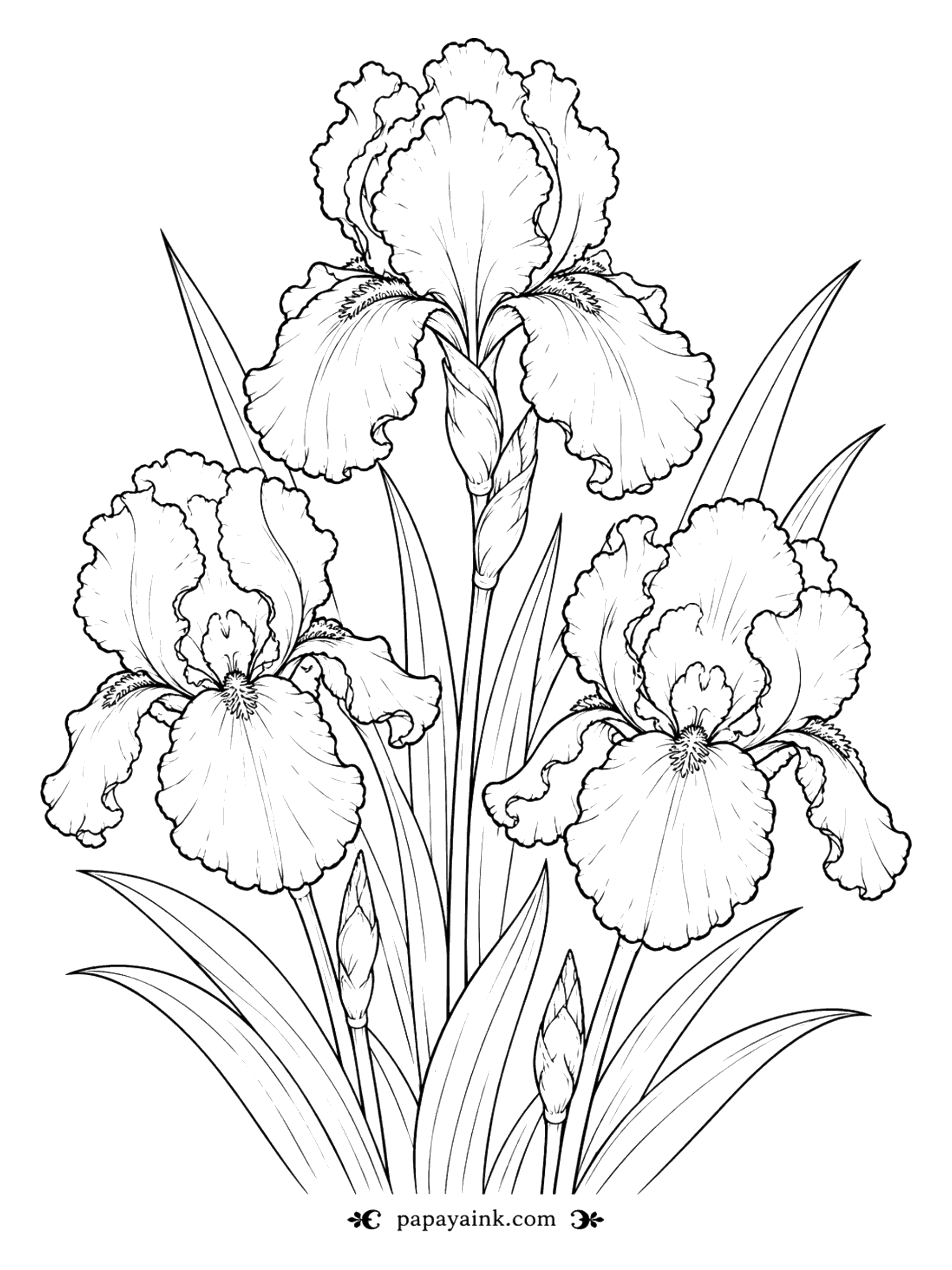 Flower Coloring Pages - Iris Coloring Page: Three Bearded Irises