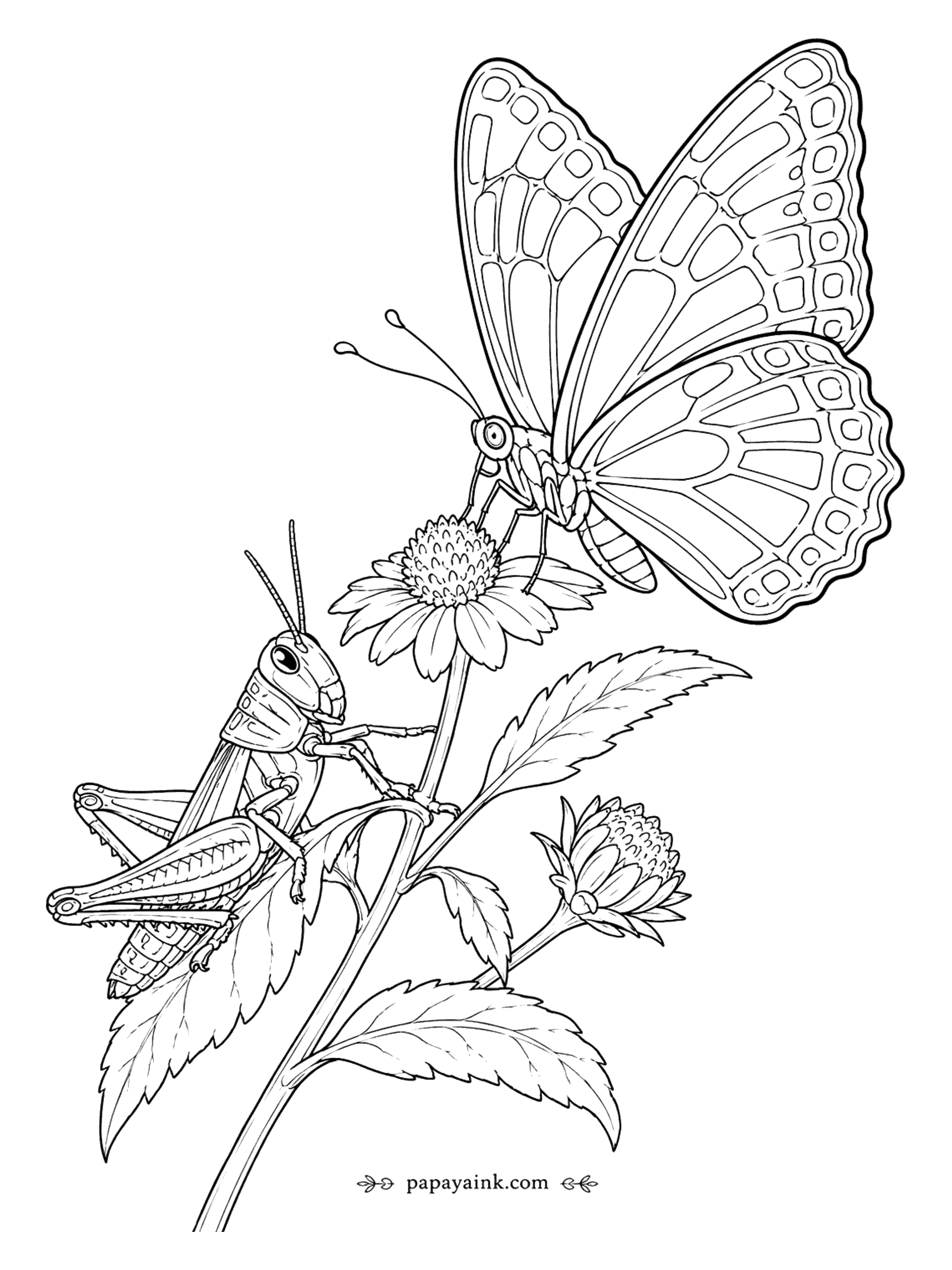Butterfly Coloring Pages - Butterfly and Grasshopper Coloring Page: Wildflower Stem