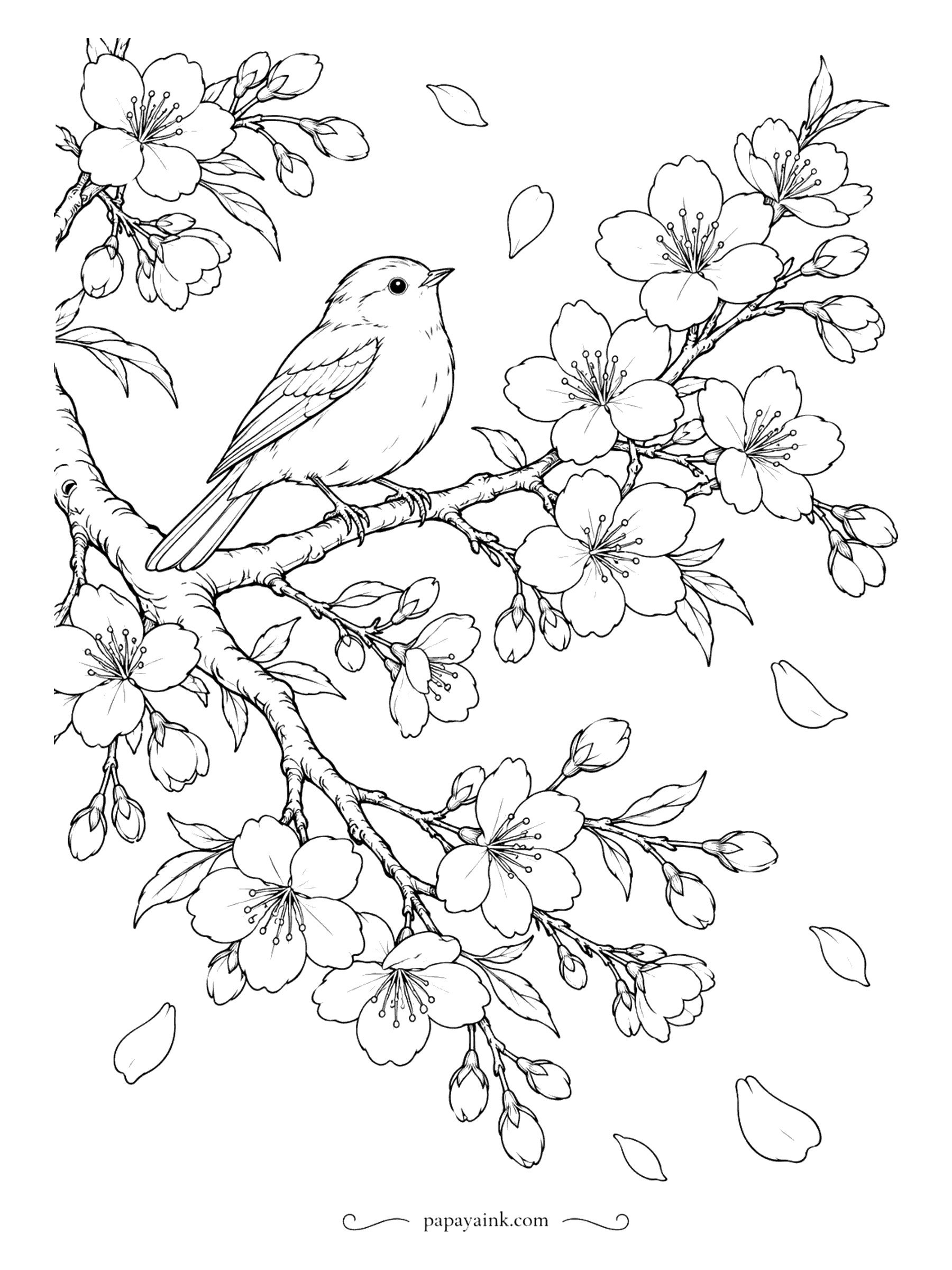 Flower Coloring Pages - Cherry blossom lasts barely two weeks, and this little songbird has picked the best branch to sit out the show. Petals drift down past open flowers and tight buds. Pale pink blossoms against brown bark - and a rosy breast for the bird.