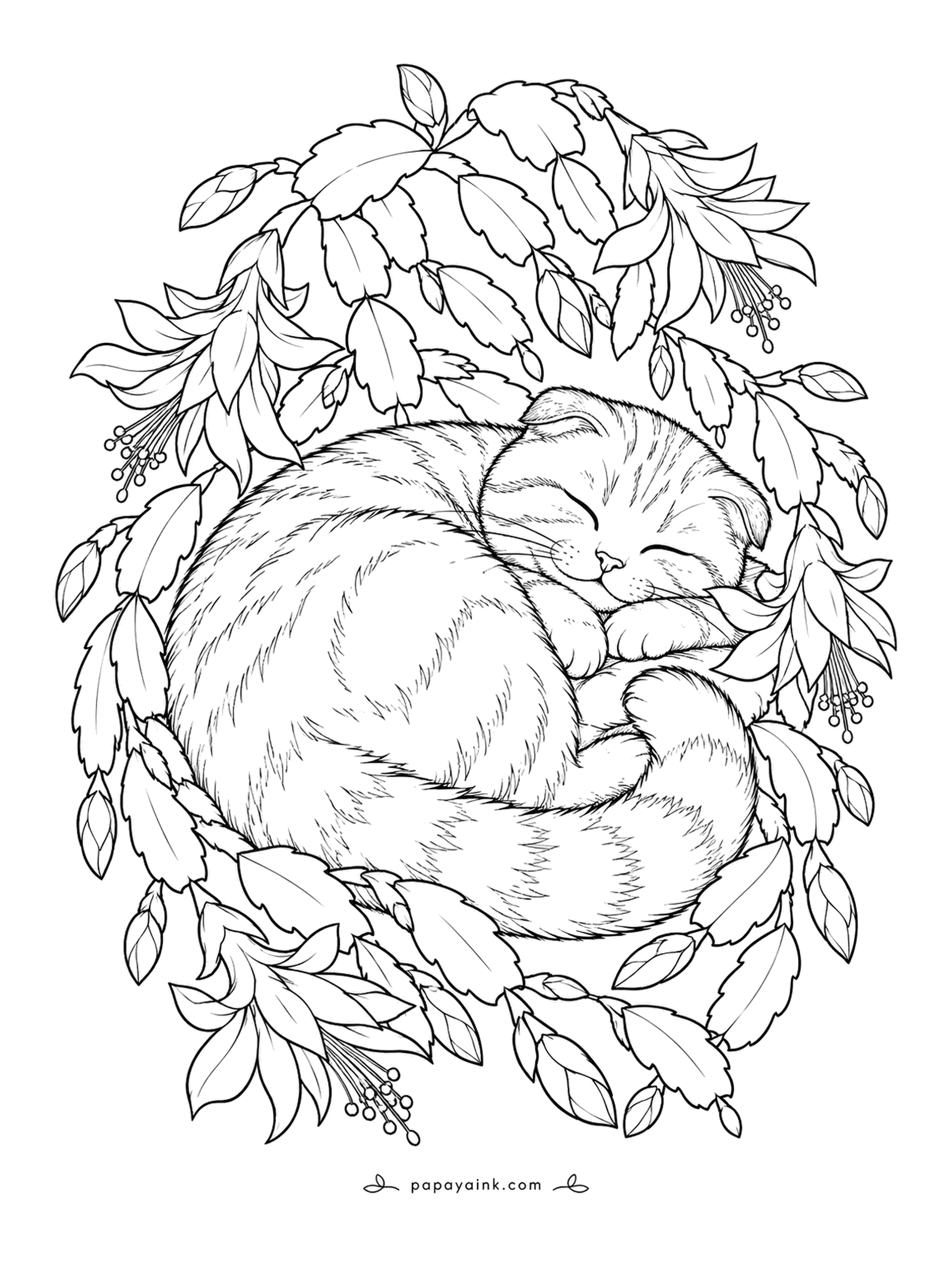 Christmas Cat Coloring Pages - Asleep in a ring of Christmas cactus, the Scottish Fold has every flat segment curling around her like a scalloped frame. Real Schlumbergera blooms right on schedule in December, so the plant is in character. Pink or coral buds against grey-green stems look best.