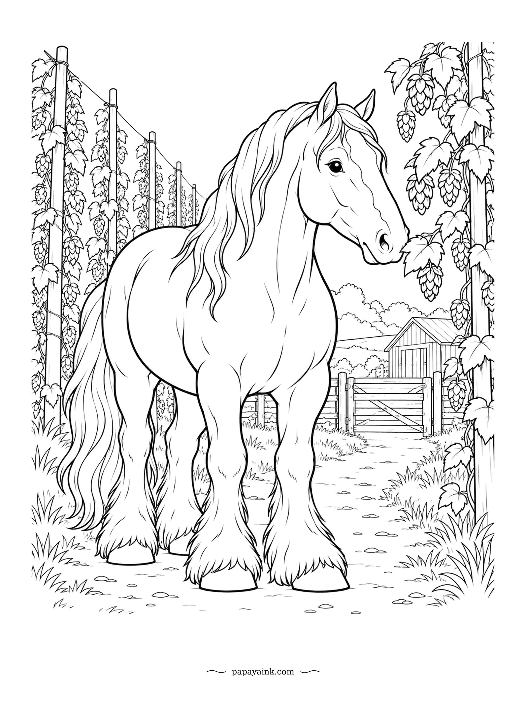 Horse Coloring Pages - A Clydesdale between rows of hop vines, feathered legs brushing the ground, barn gate beyond. The long silky hair on the lower legs is called feather and it is the Clydesdale calling card. Hop cones hang like little lanterns; worth a second color.