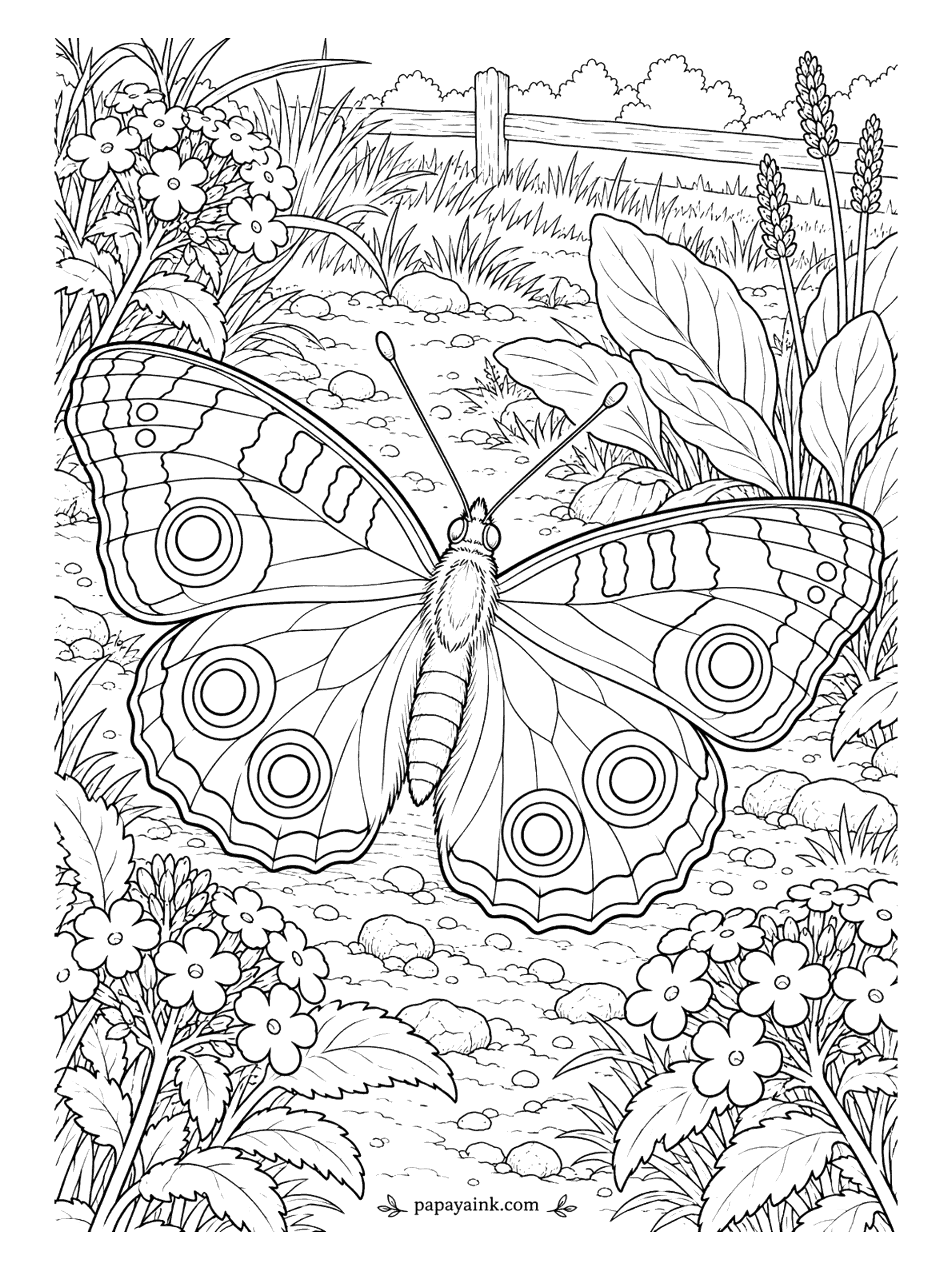 Butterfly Coloring Pages - Six round eyespots, each ringed like a target, make the buckeye easy to recognize. Color the rings in cream, orange and violet over a warm brown wing, and add orange bars near the tips. Gravel path, split-rail fence, small flowers.