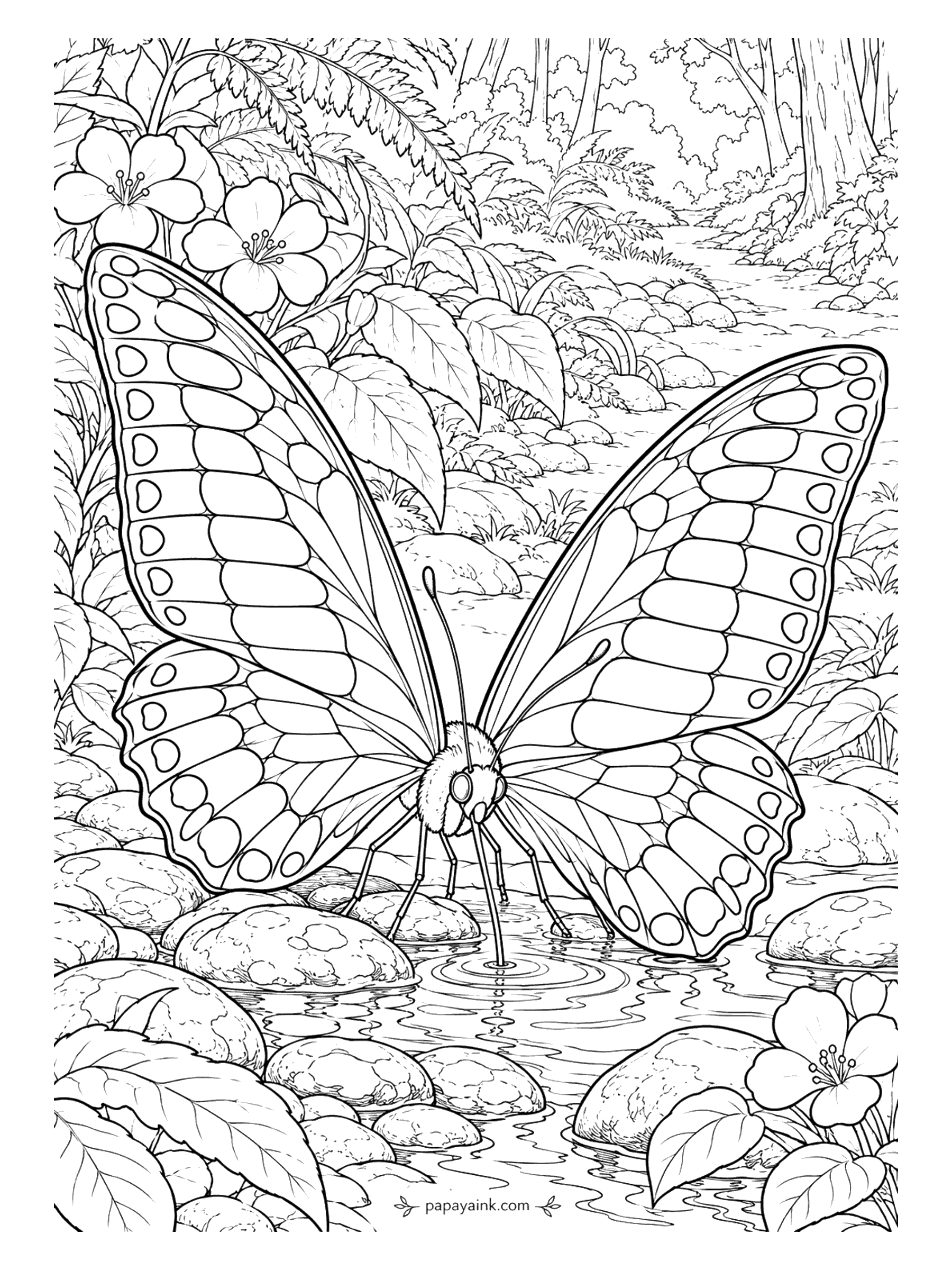 Butterfly Coloring Pages - Butterflies drink too. A common jay stands at the edge of a jungle stream sipping minerals from the wet stones, as swallowtails often do. A translucent blue-green band runs through its black wings; the rocks and ripples fill the rest.