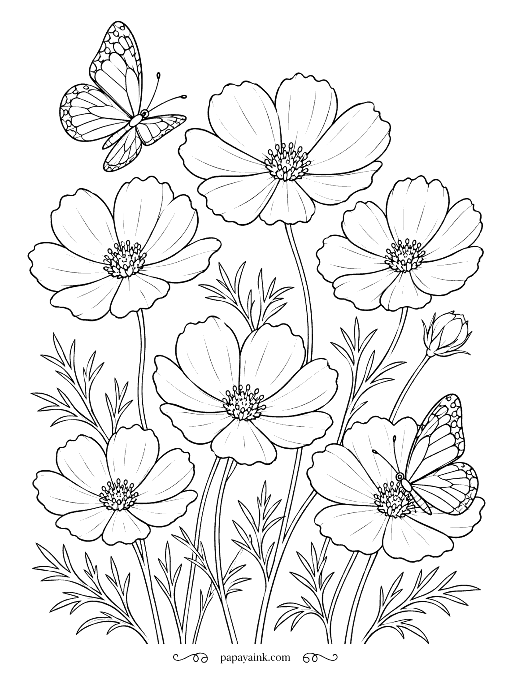 Flower Coloring Pages - Two butterflies have found the cosmos - one in the air, one resting on a petal. The flowers stand on thin, wiry stems with feathery leaves, so light, airy greens suit them. Simple petal shapes for beginners.