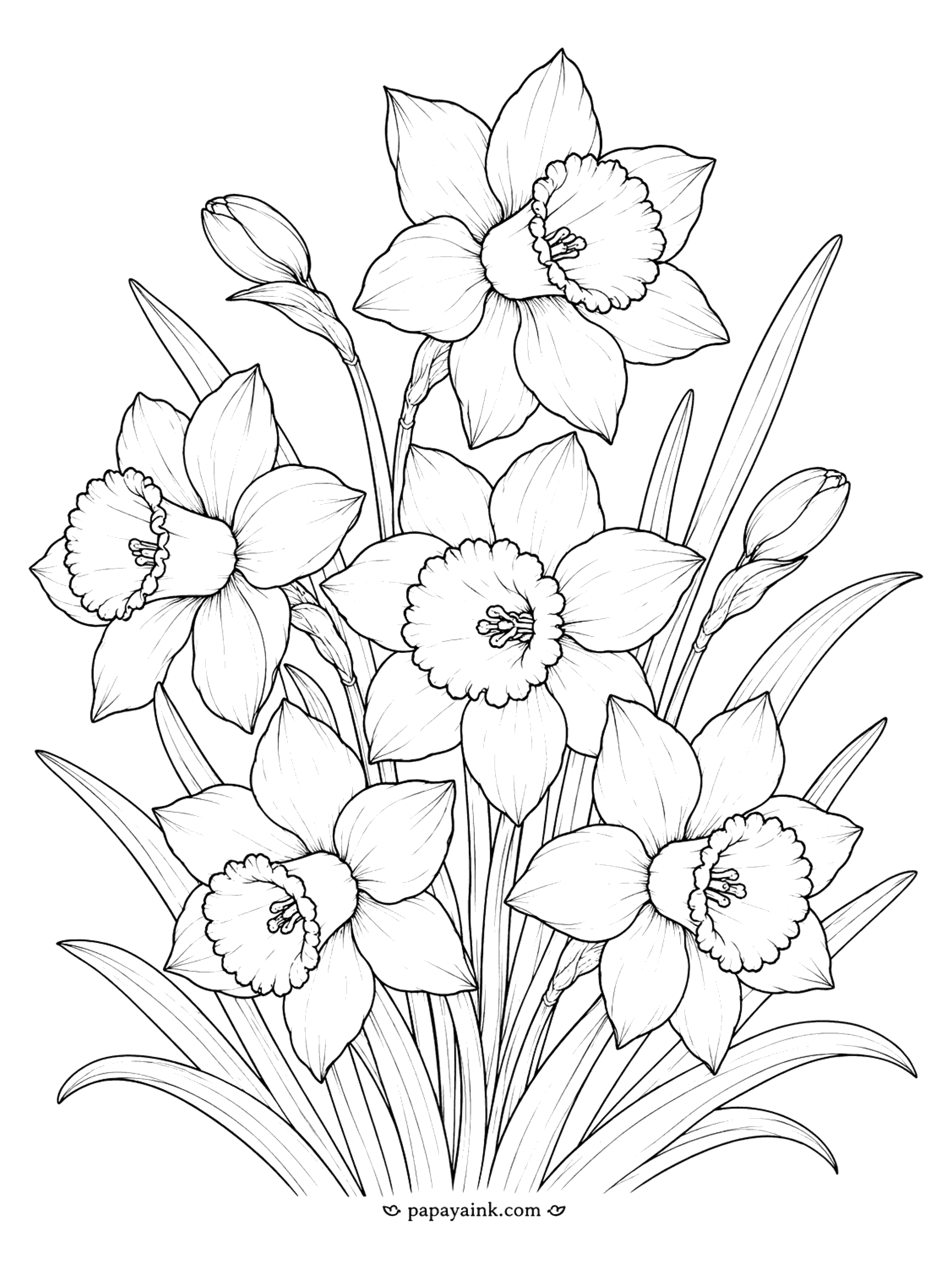 Flower Coloring Pages - Daffodil Coloring Page: Spring Bouquet with Buds