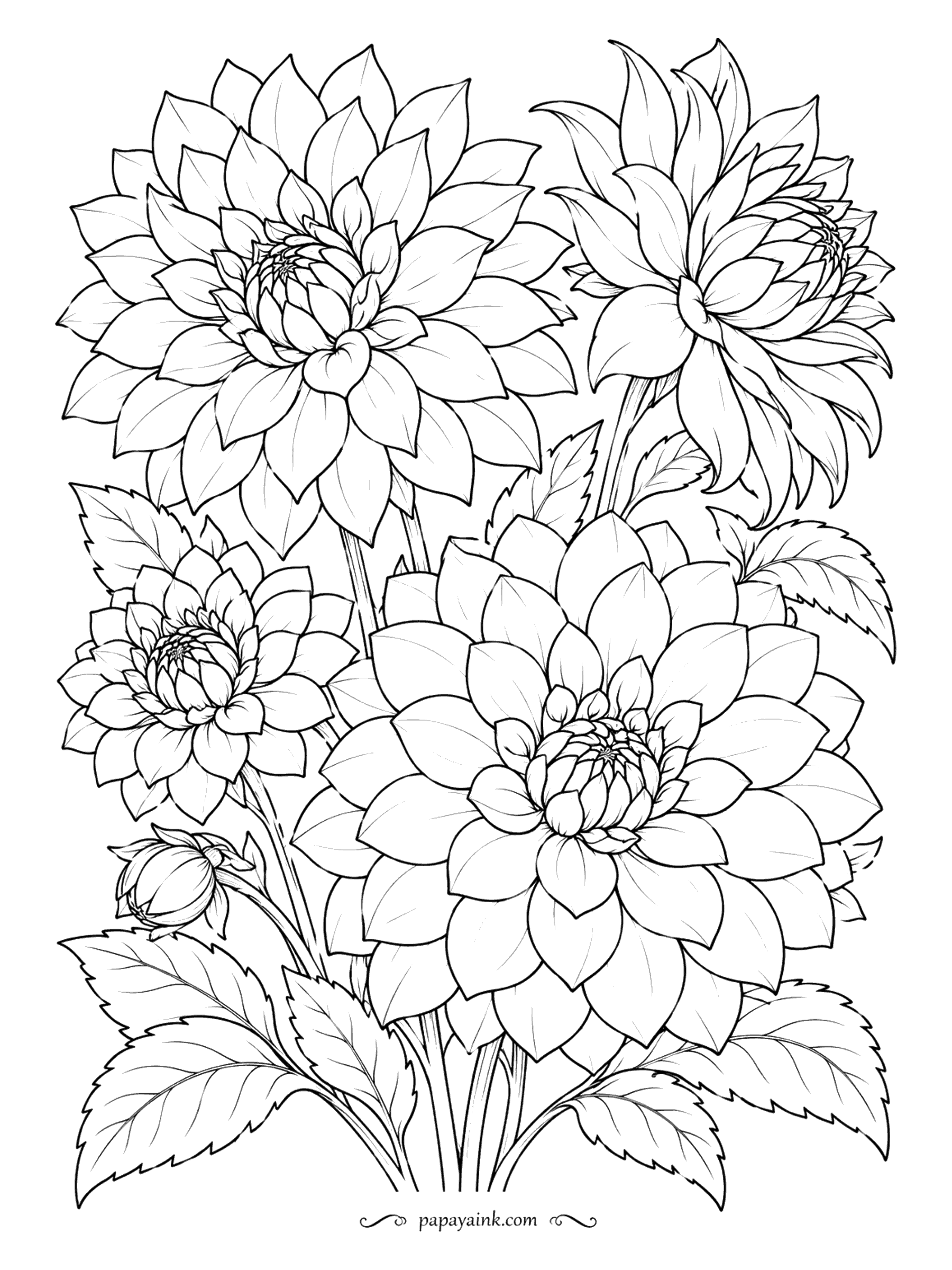 Flower Coloring Pages - Four dahlias and a closed bud fill the page, all with the pointed petals of the cactus type - one of the many forms this flower comes in. Try a sunset gradient: yellow at the center, coral at the tips.