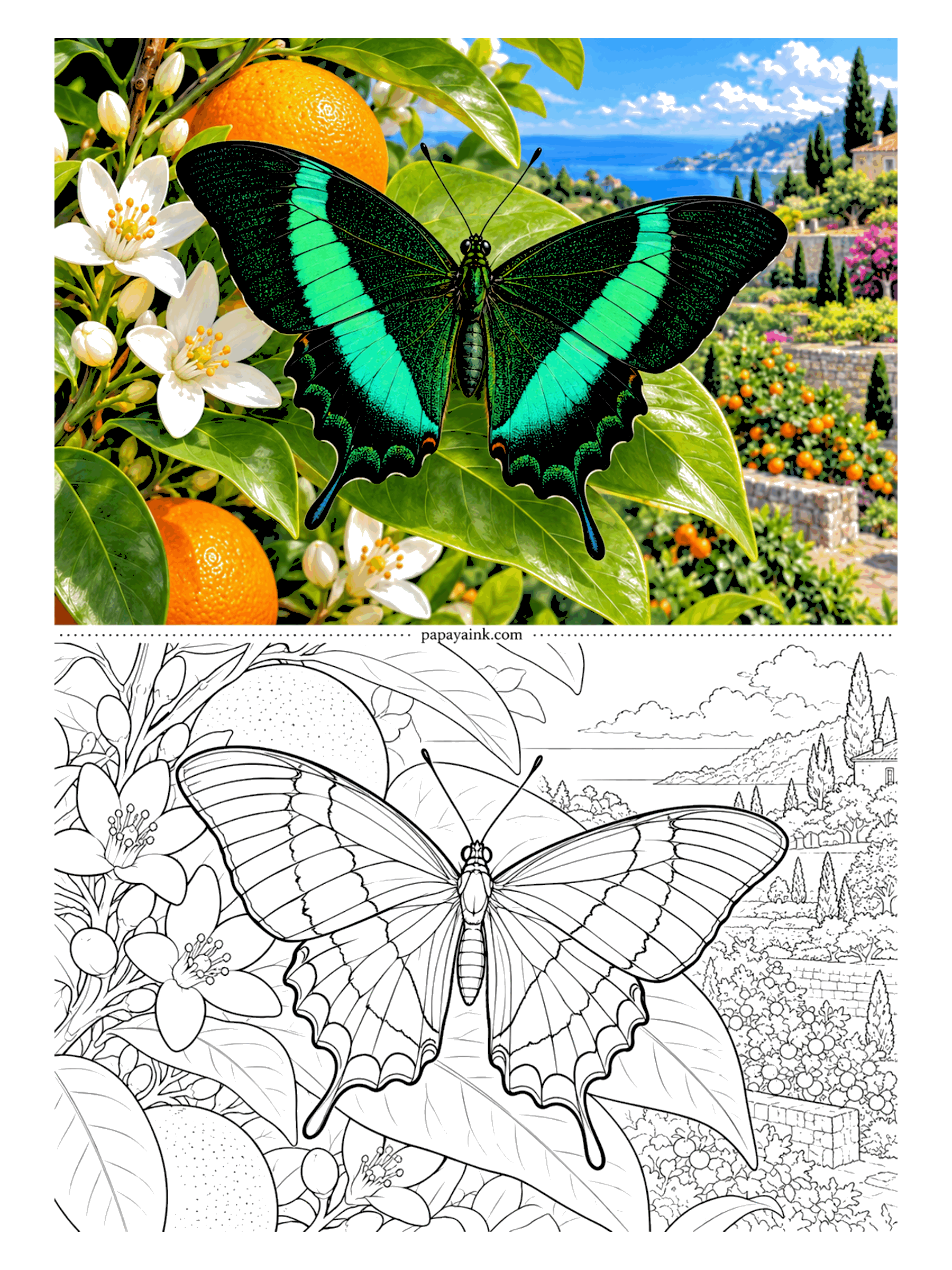 Butterfly Coloring Pages - Orange blossom, ripe fruit and a sliver of sea: an emerald swallowtail resting in a Mediterranean grove. The green band across its wings is metallic in life, so leave a thin pale streak along each band before you shade it.