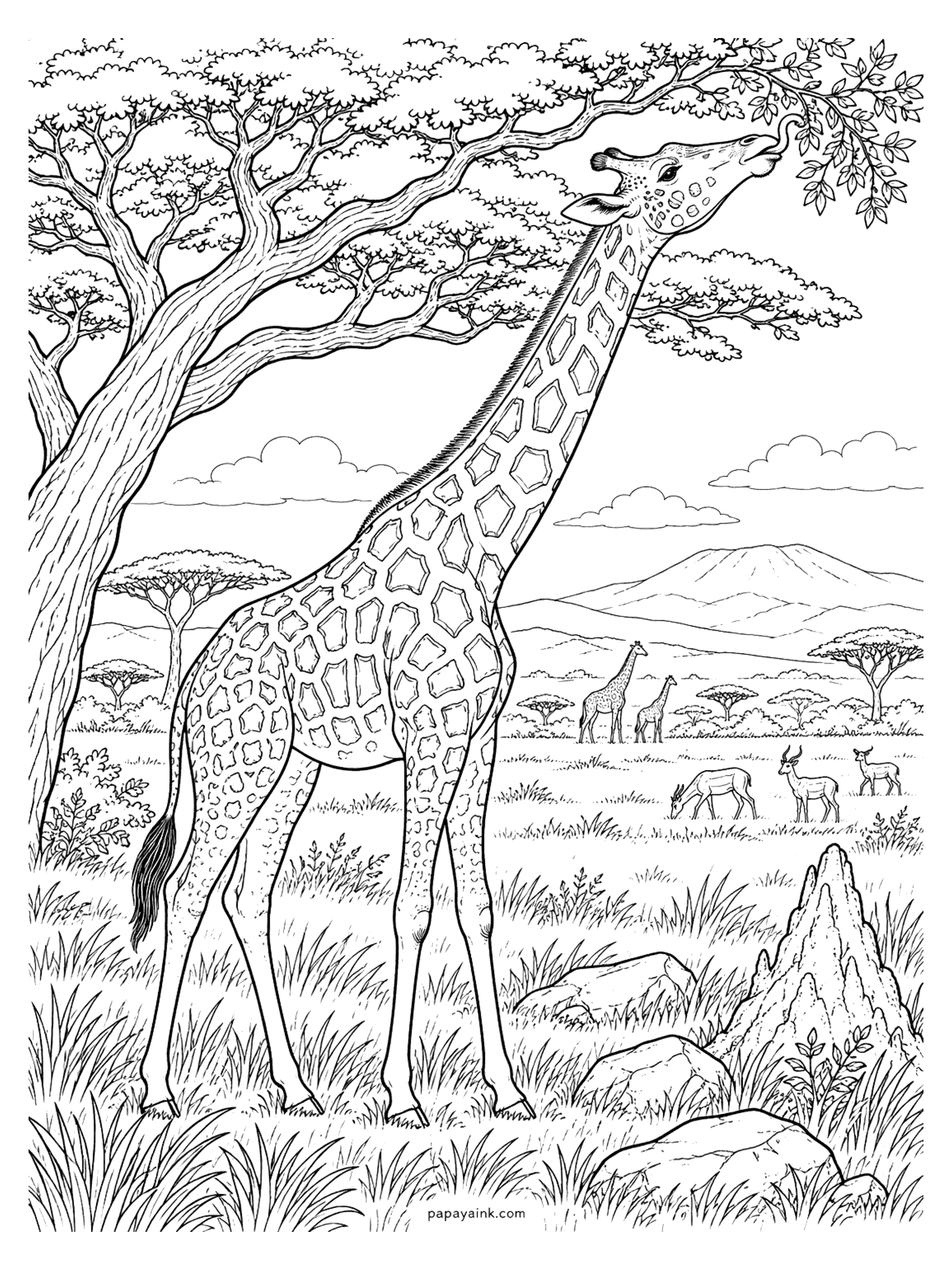 Giraffe Coloring Pages - Realistic giraffe coloring page: stretching its long neck and tongue to reach the leaves of an acacia tree. Detailed.