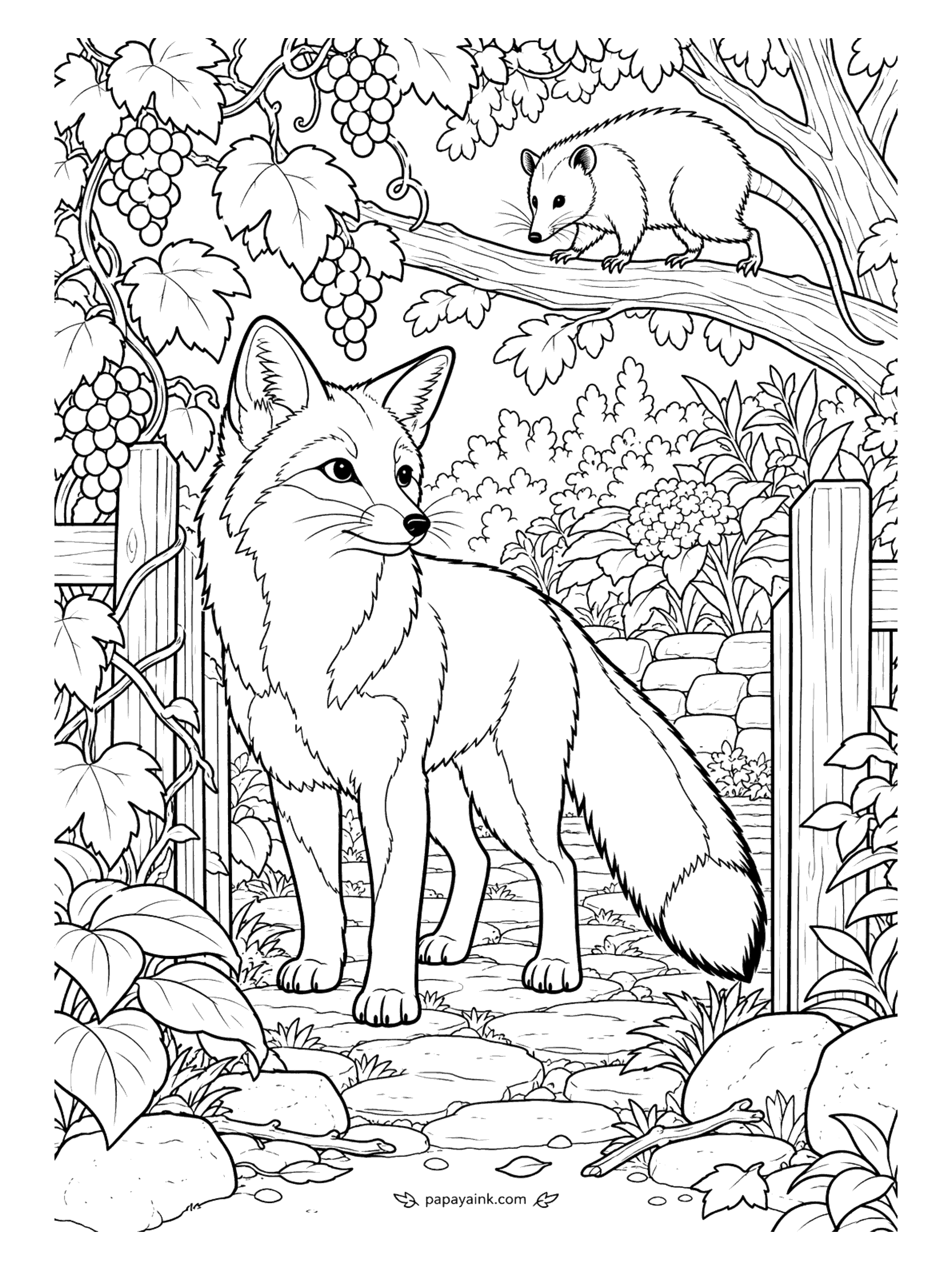 Fox Coloring Pages - Grapes are ripe on the vine, and the opossum on the branch above got to them first. The gray fox at the garden gate pretends not to care. Detailed - leaves, grapes and stonework everywhere.