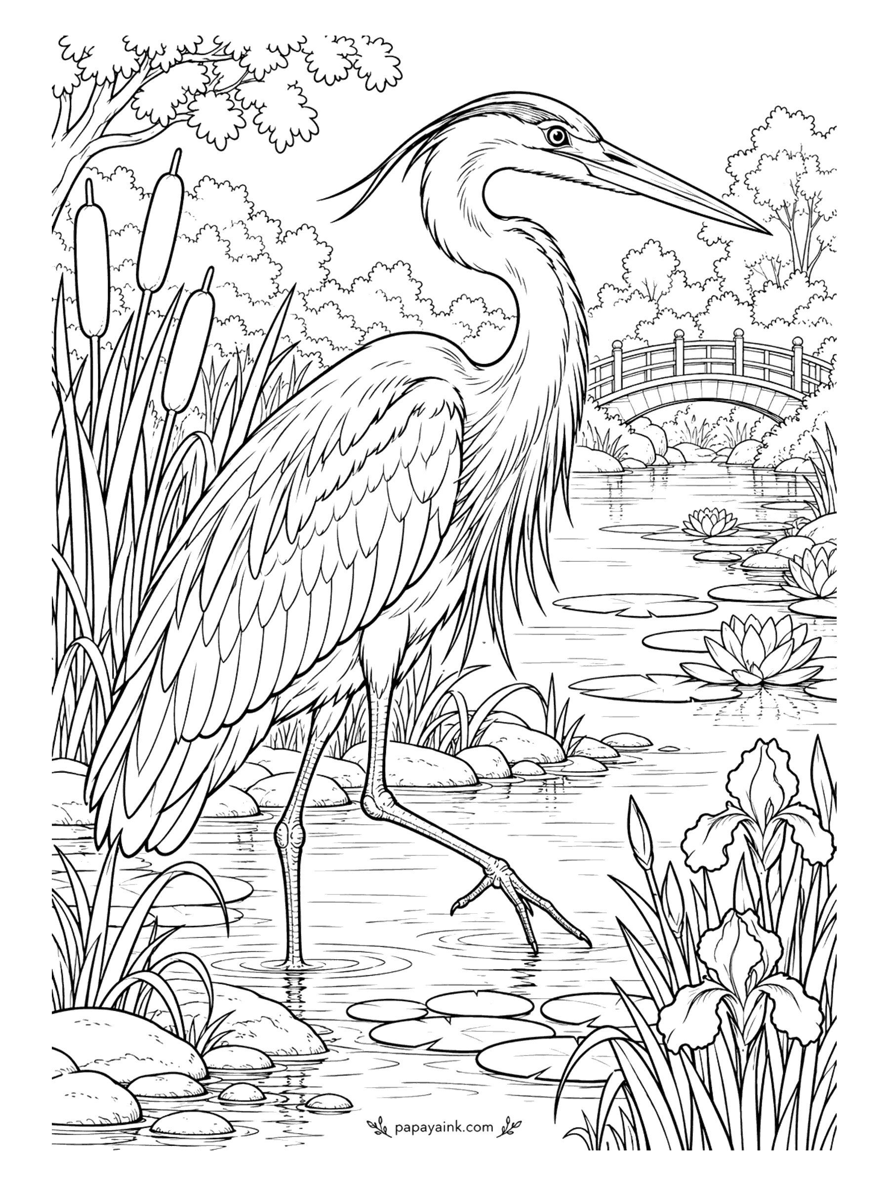 Bird Coloring Pages - Patience in bird form. A great blue heron holds still knee-deep among cattails, neck pulled into an S, watching the water beside an arched garden bridge. Blue-gray overall, a black stripe over the eye, and the plumes on the chest shaded a little darker. Detailed.