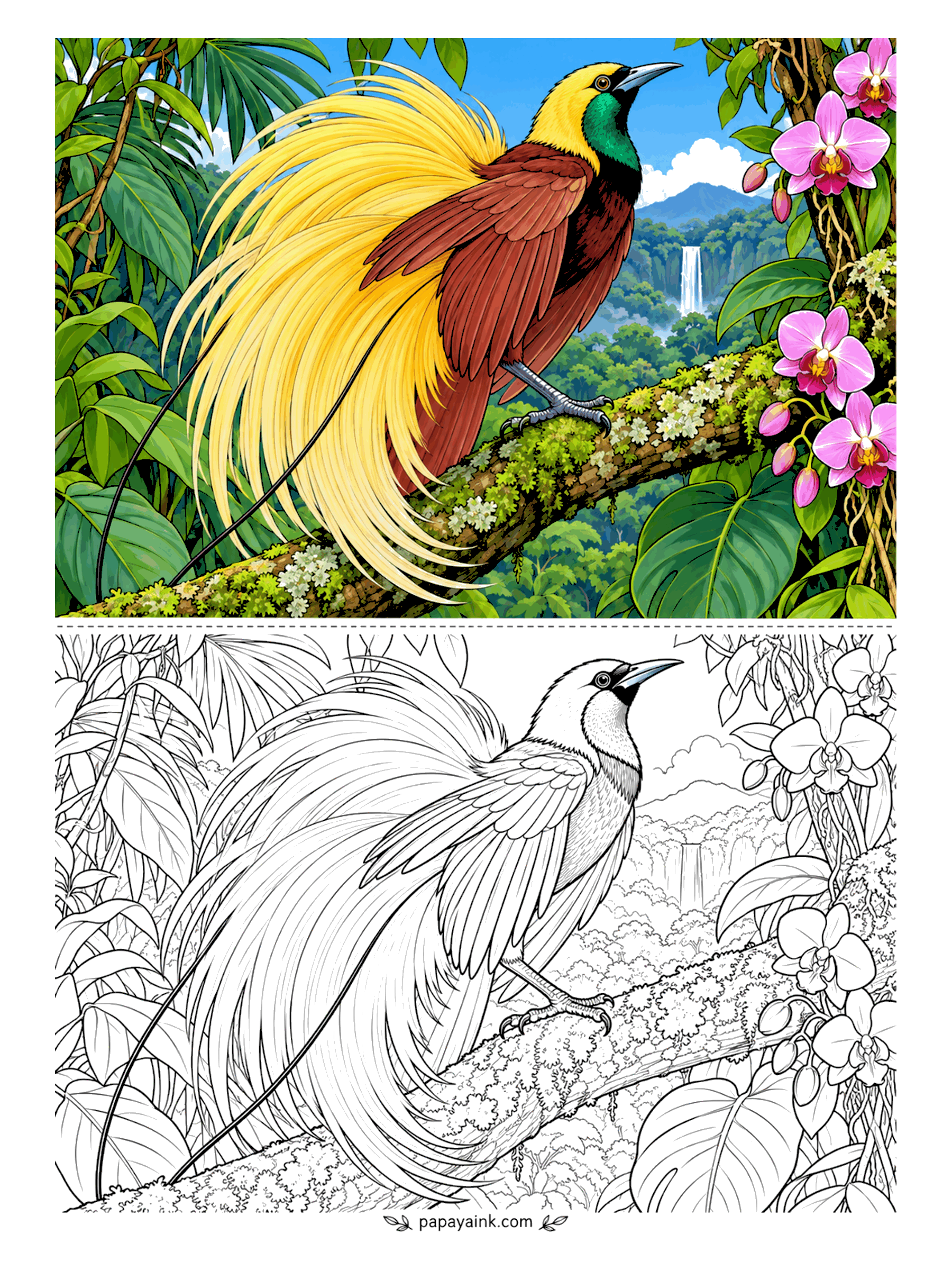 Bird Coloring Pages - Those golden plumes alone are worth the page. A greater bird-of-paradise fans a cascade of feathers from its flanks on a high branch, orchids beside it and mountains behind. Chestnut body, yellow head, a green throat, and the plumes shaded from gold to cream. Detailed.