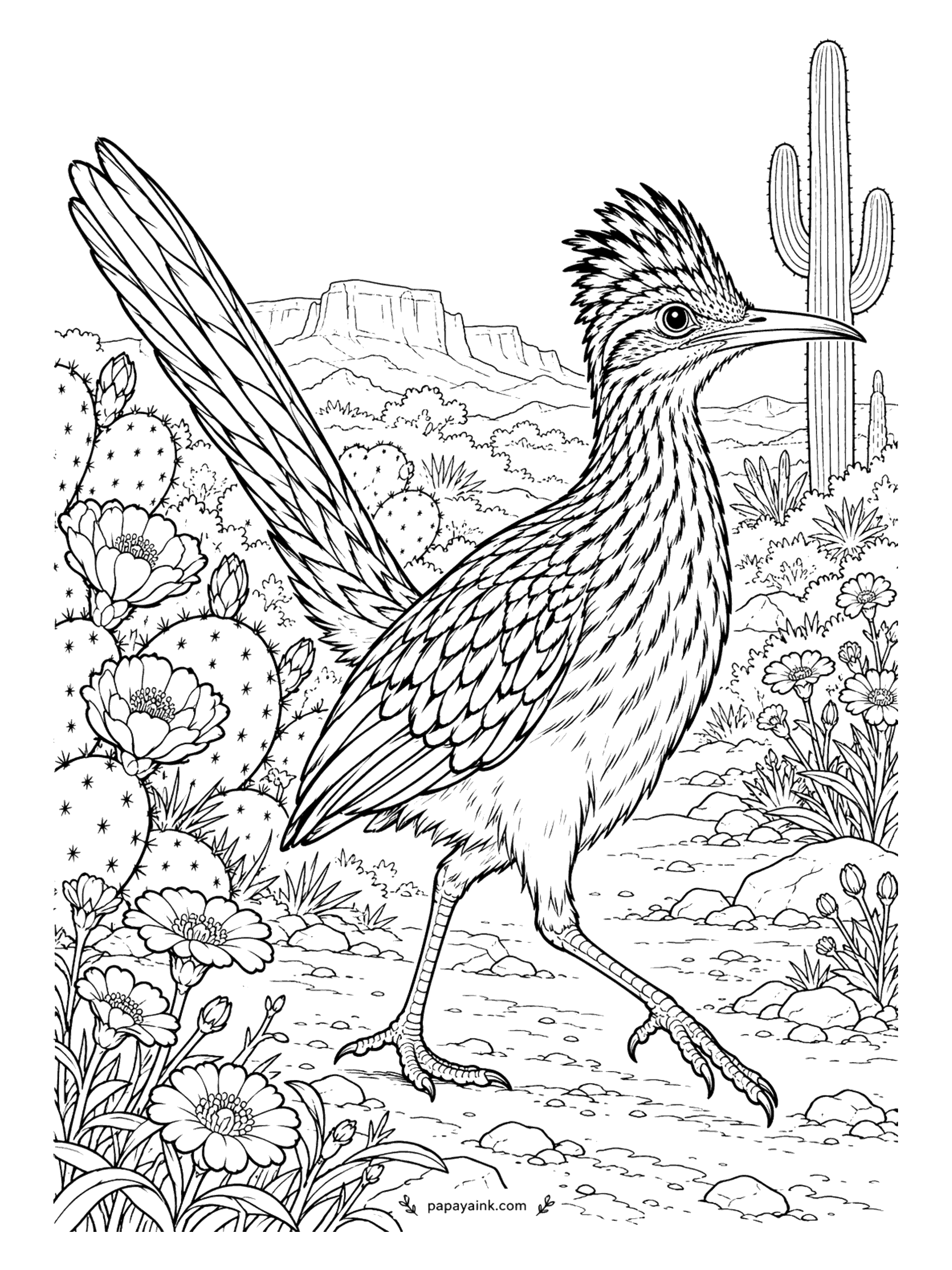 Bird Coloring Pages - It really does run, faster than most things in the desert. A greater roadrunner sprints past prickly pear and a saguaro, a mesa in the distance. Streaky brown and white, a shaggy crest, a flash of blue and red skin behind the eye.