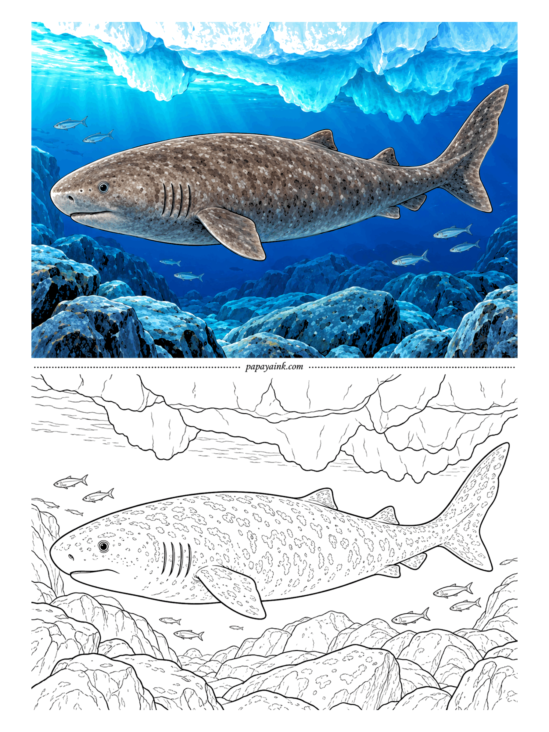Shark Coloring Pages - Under the Arctic ice lives what may be the longest-lived animal with a backbone. Greenland sharks barely grow in a year and are thought to reach several centuries of age. Cold blues for the ice, a mottled brown-gray for the shark.