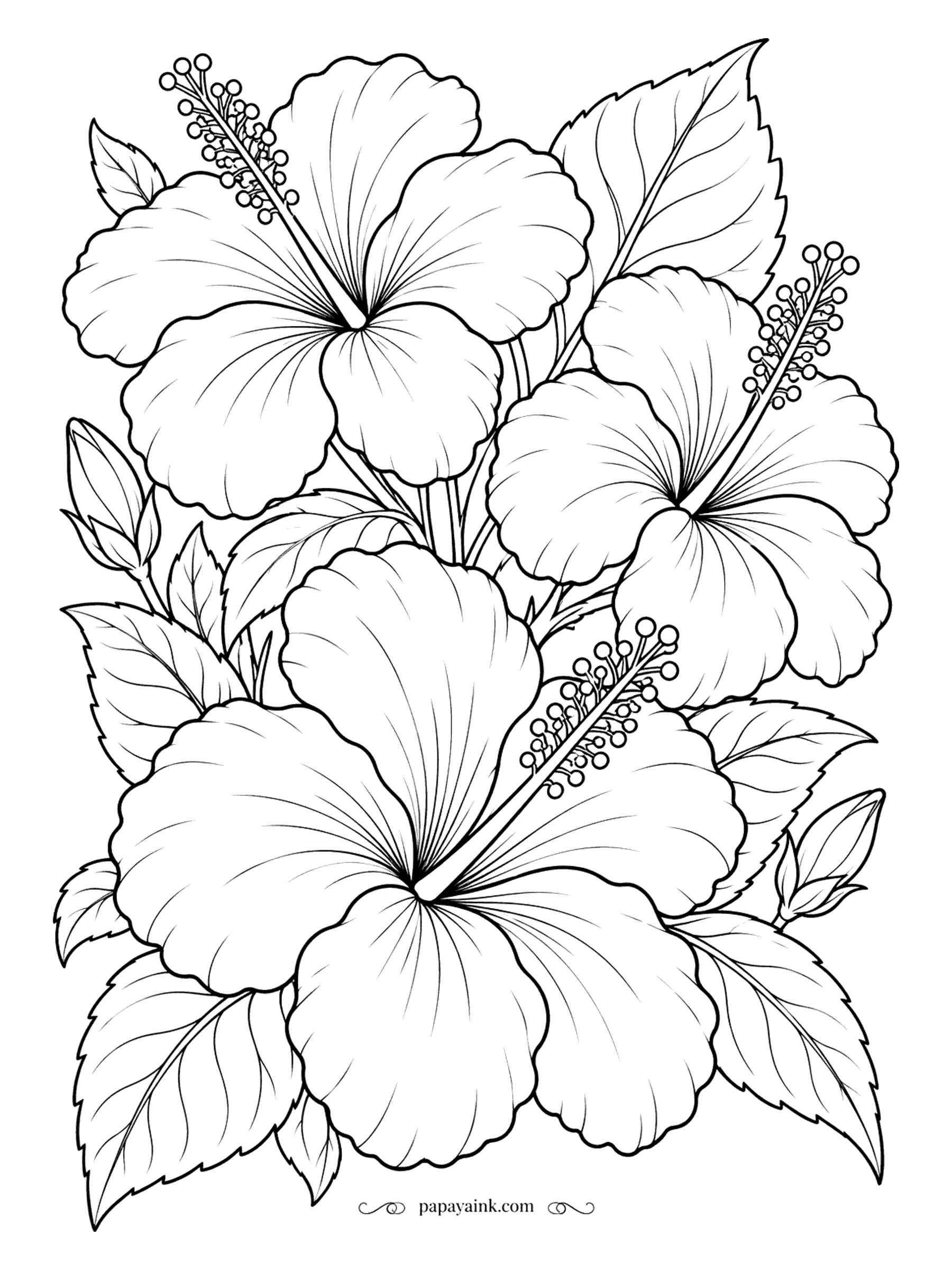 Flower Coloring Pages - Three hibiscus blooms push their long stamen columns out over toothed leaves. Each flower lasts only a day or so, so the plant keeps making new ones. Bold, open petals - try red with a darker throat.