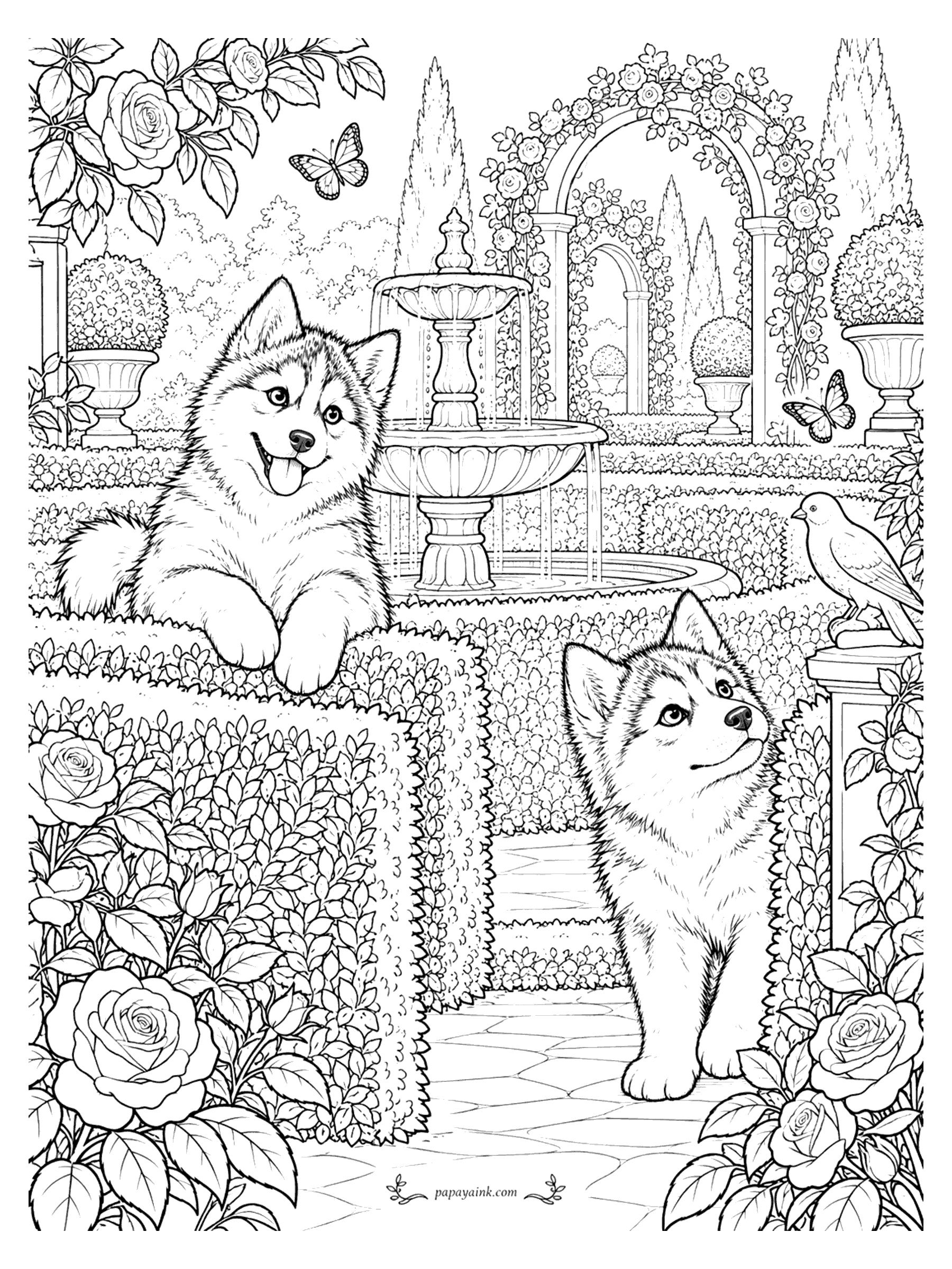 Husky Coloring Pages - Two husky puppies exploring a formal rose garden with a fountain and clipped hedges (Detailed)