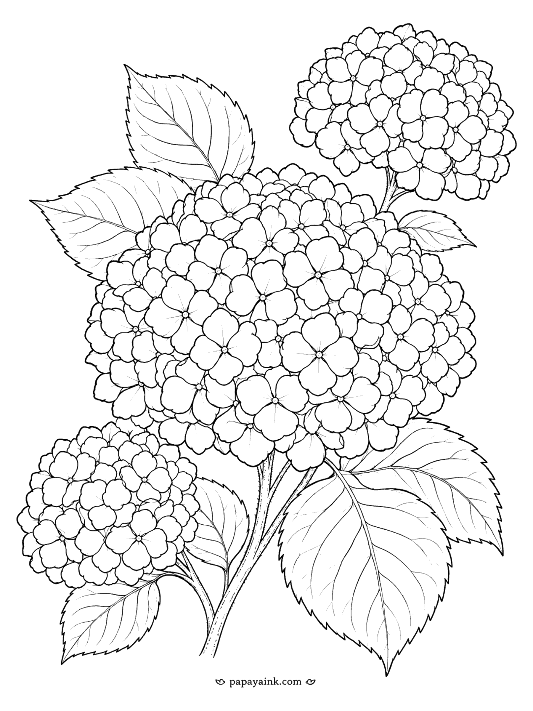 Flower Coloring Pages - Hydrangea Coloring Page: Three Full Blooms (Detailed)
