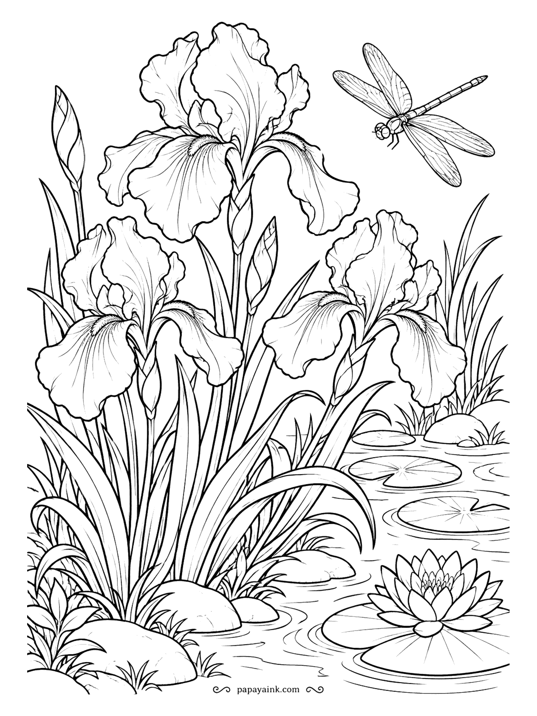 Flower Coloring Pages - At the edge of a lily pond, a clump of irises has found the wet ground it likes, and a dragonfly hovers over the tallest bloom. Violet and blue are classic, but yellow ones are just as true to life.