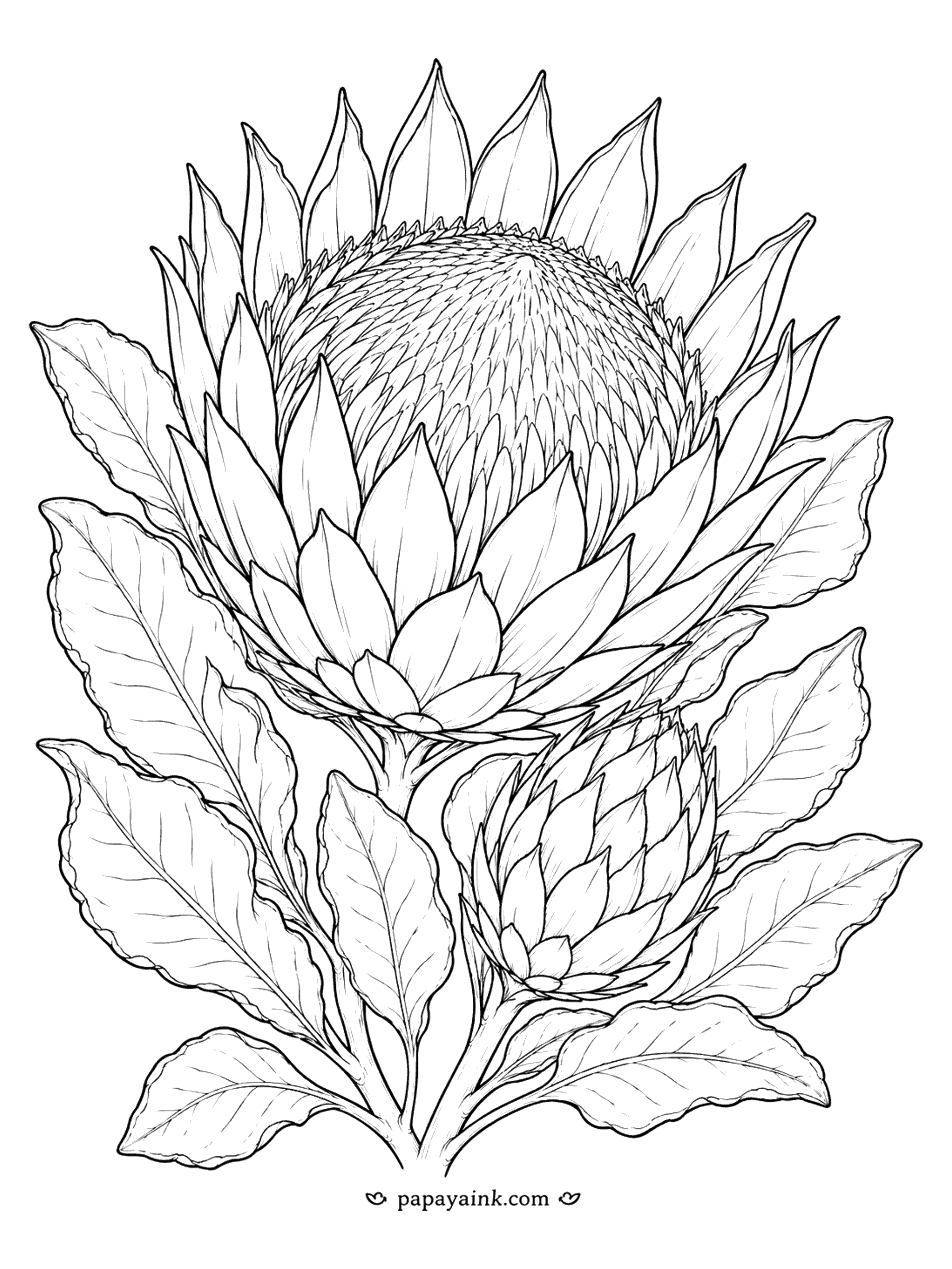 Flower Coloring Pages - Protea Coloring Page: King Protea with Bud