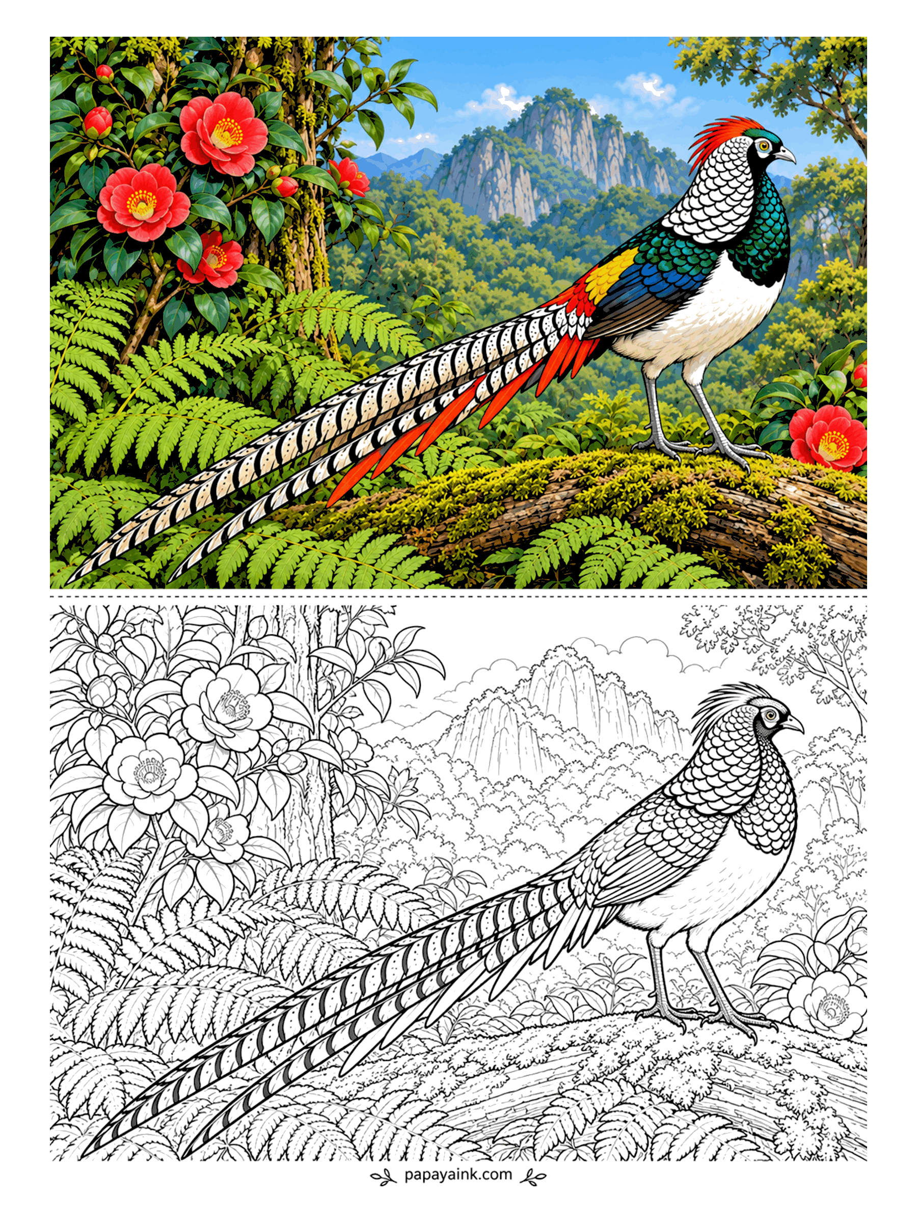 Bird Coloring Pages - A silver scaled cape, a red crest and a tail longer than the bird. Lady Amherst's pheasant walks a mossy log in a camellia thicket with mountains behind. Each tail feather is barred black on white, so pencils beat markers here. Detailed.