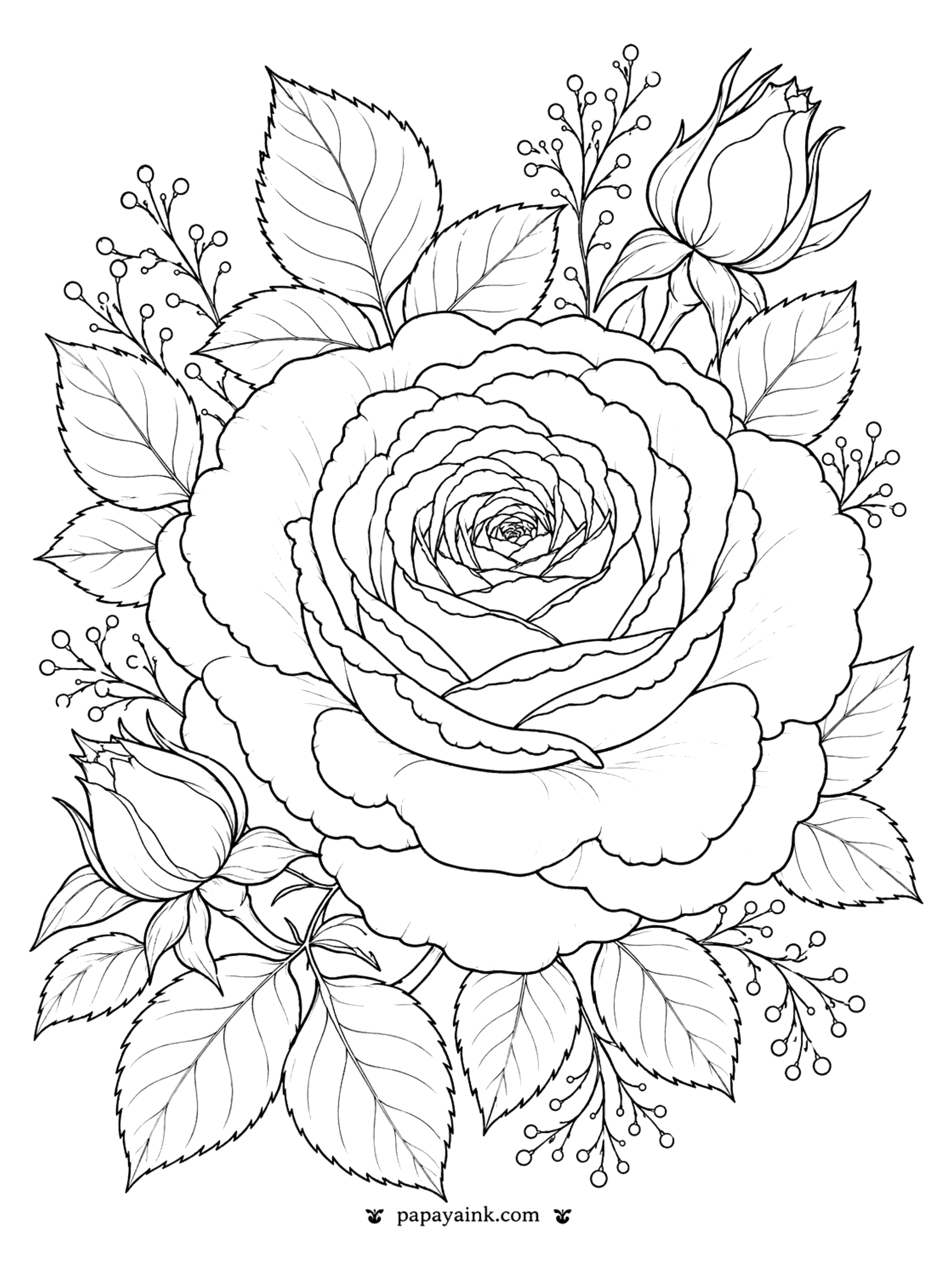 Flower Coloring Pages - Rose Coloring Page: Large Garden Rose with Rosebuds