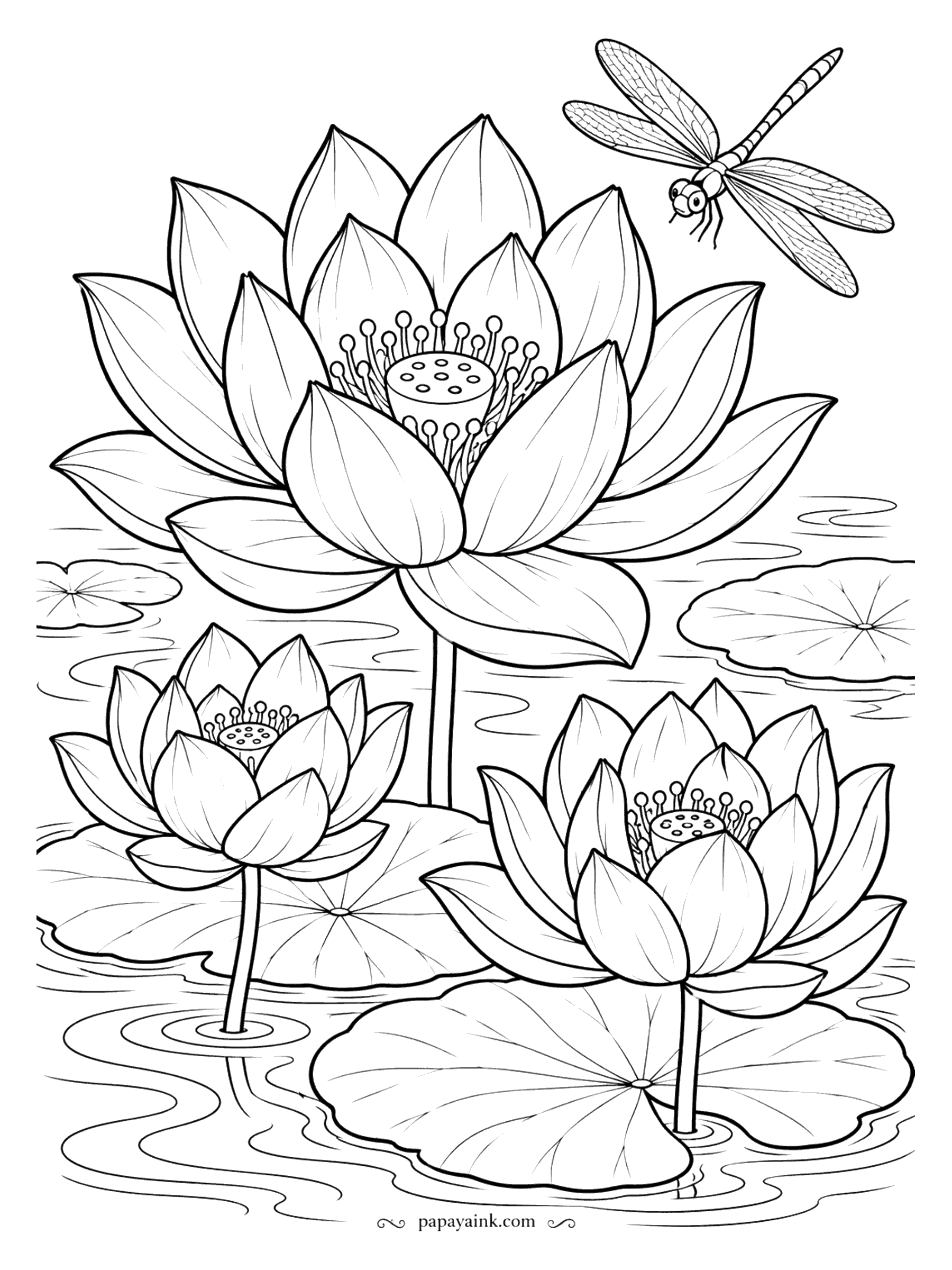 Flower Coloring Pages - Lotus flowers rise well above the water on their own stems, unlike water lilies, which float. Three open blooms show the seed pod in the center while a dragonfly patrols the pond. Pinks for the petals, pale yellow-green for the pods.
