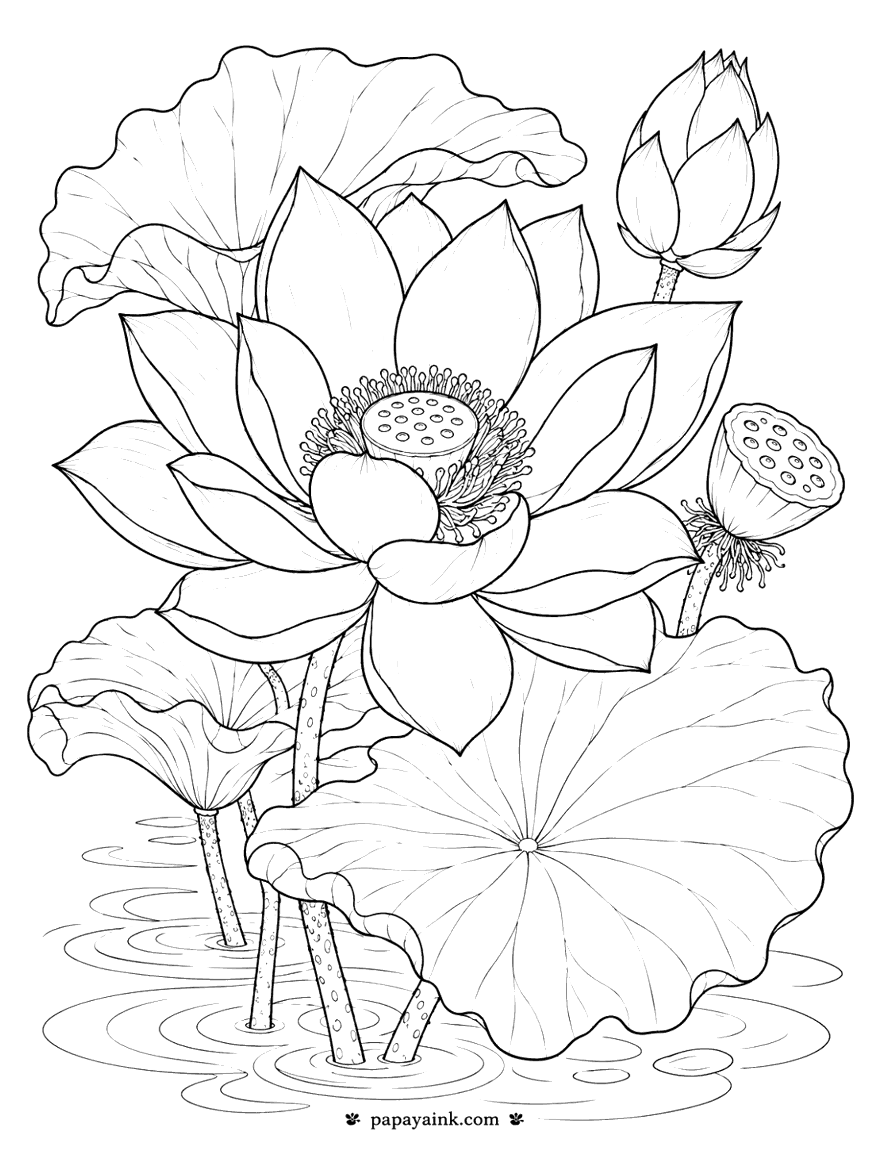 Flower Coloring Pages - Lotus Coloring Page: Water Lily Pond with Seed Pod