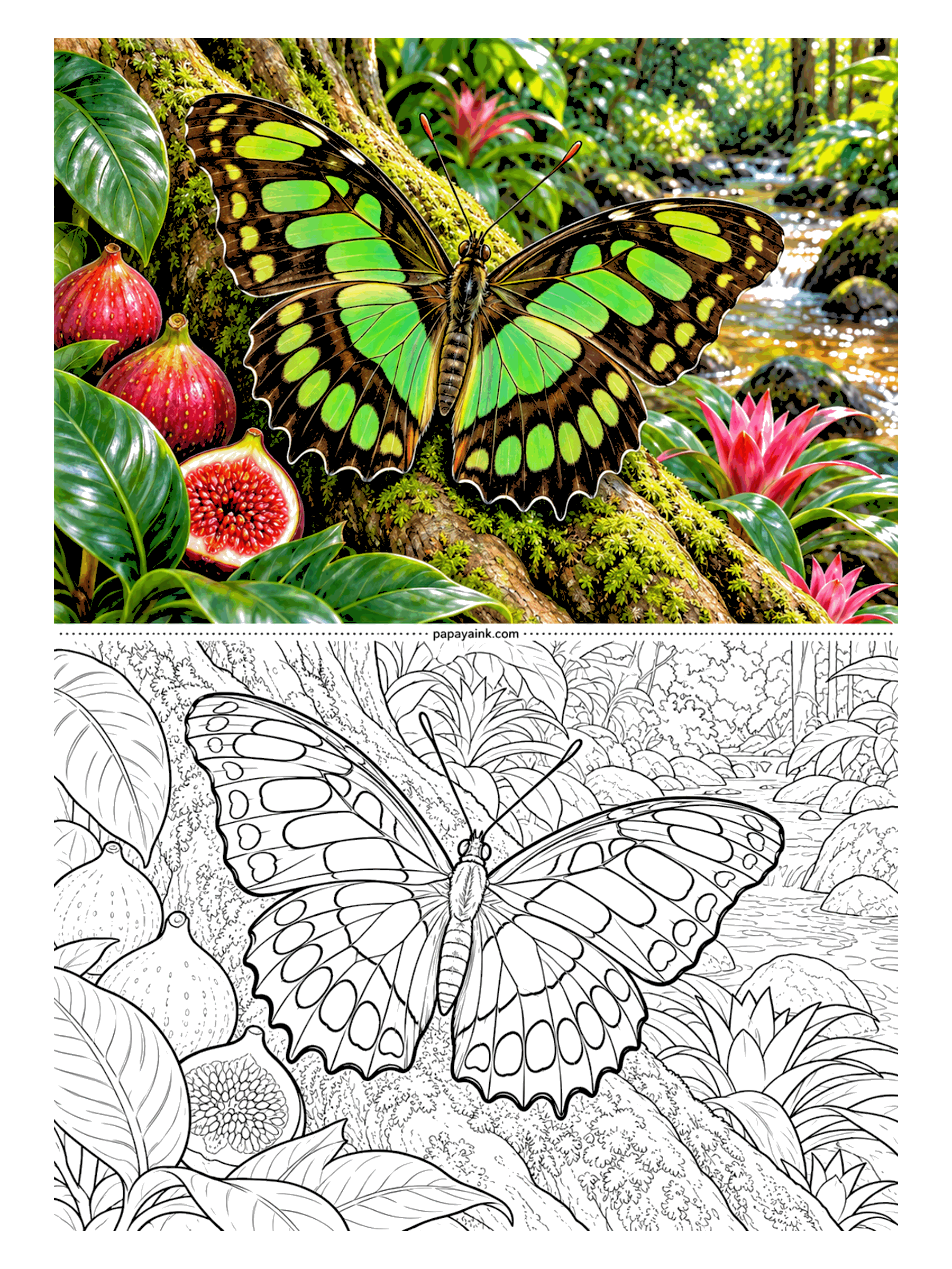 Butterfly Coloring Pages - Lime and leaf green, cell by cell: that is the malachite, resting on a mossy fig trunk with one fig cut open to show its seeds. Alternate two greens through the wing windows instead of filling them with one marker, and the pattern comes alive.