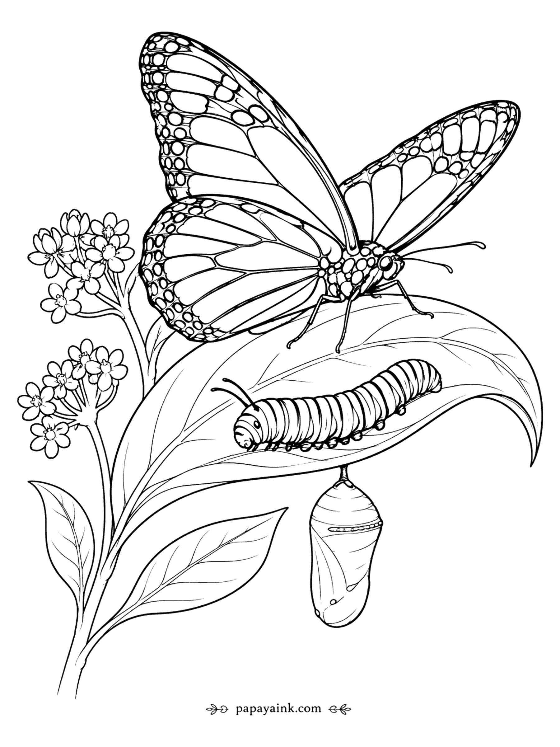 Butterfly Coloring Pages - Monarch Butterfly Life Cycle Coloring Page: Caterpillar, Chrysalis and Adult on Milkweed