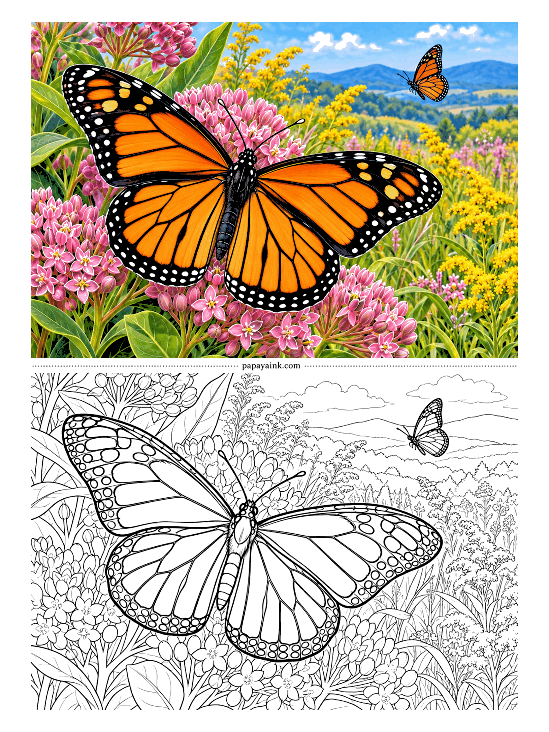 Butterfly Coloring Pages - Two monarchs in a late-summer meadow, one feeding on pink milkweed up close, one riding the warm air over the goldenrod toward the hills. Orange, black and a row of crisp white dots along the wing edges - satisfying to get exactly right.