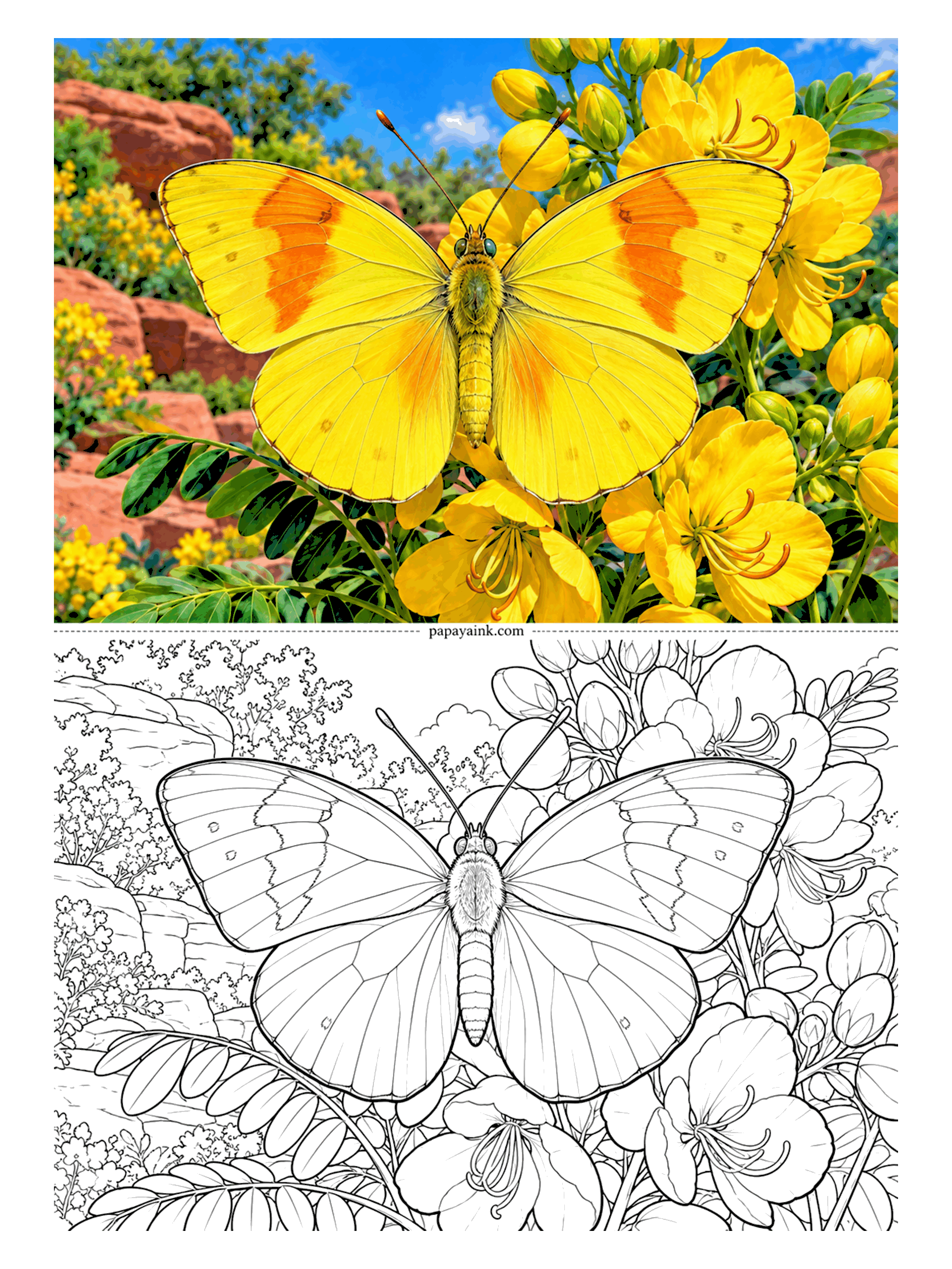 Butterfly Coloring Pages - Yellow on yellow on yellow. An orange-barred sulphur among cassia blossoms in front of red desert rocks, and the test is finding enough tones to tell the butterfly from the flowers: lemon for the wings, egg yolk for the petals, orange across the bars.