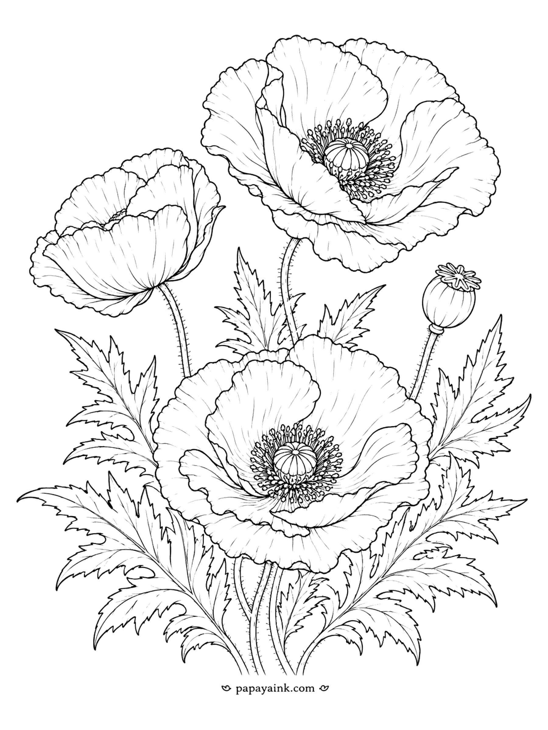 Flower Coloring Pages - Poppy Coloring Page: Oriental Poppies with Seed Pod