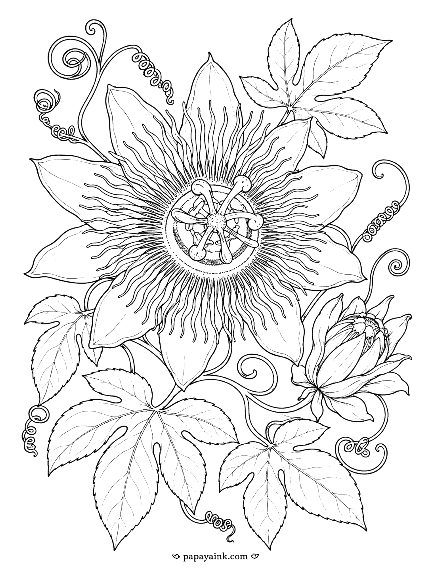 Flower Coloring Pages - Passion Flower Coloring Page: Bloom with Curling Tendrils (Detailed)