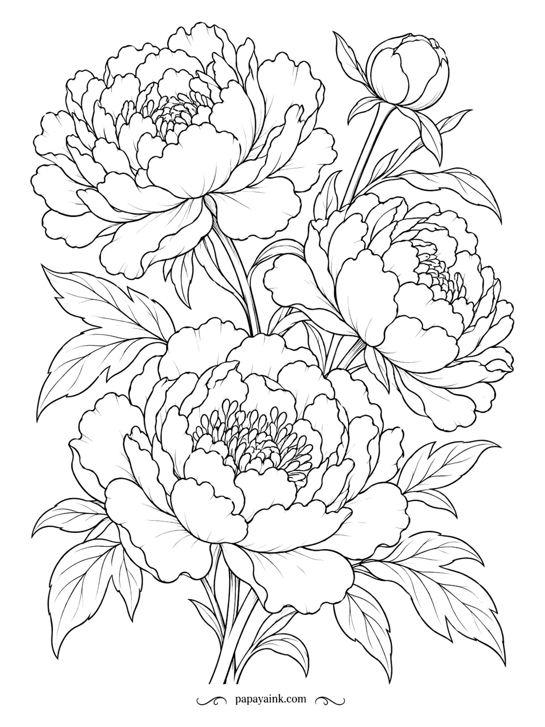 Flower Coloring Pages - Just the plant itself: three open peonies and one bud still wrapped tight on its stem. The petals ruffle in layers almost to the center. Pale pink at the edges, deeper toward the middle, works well.
