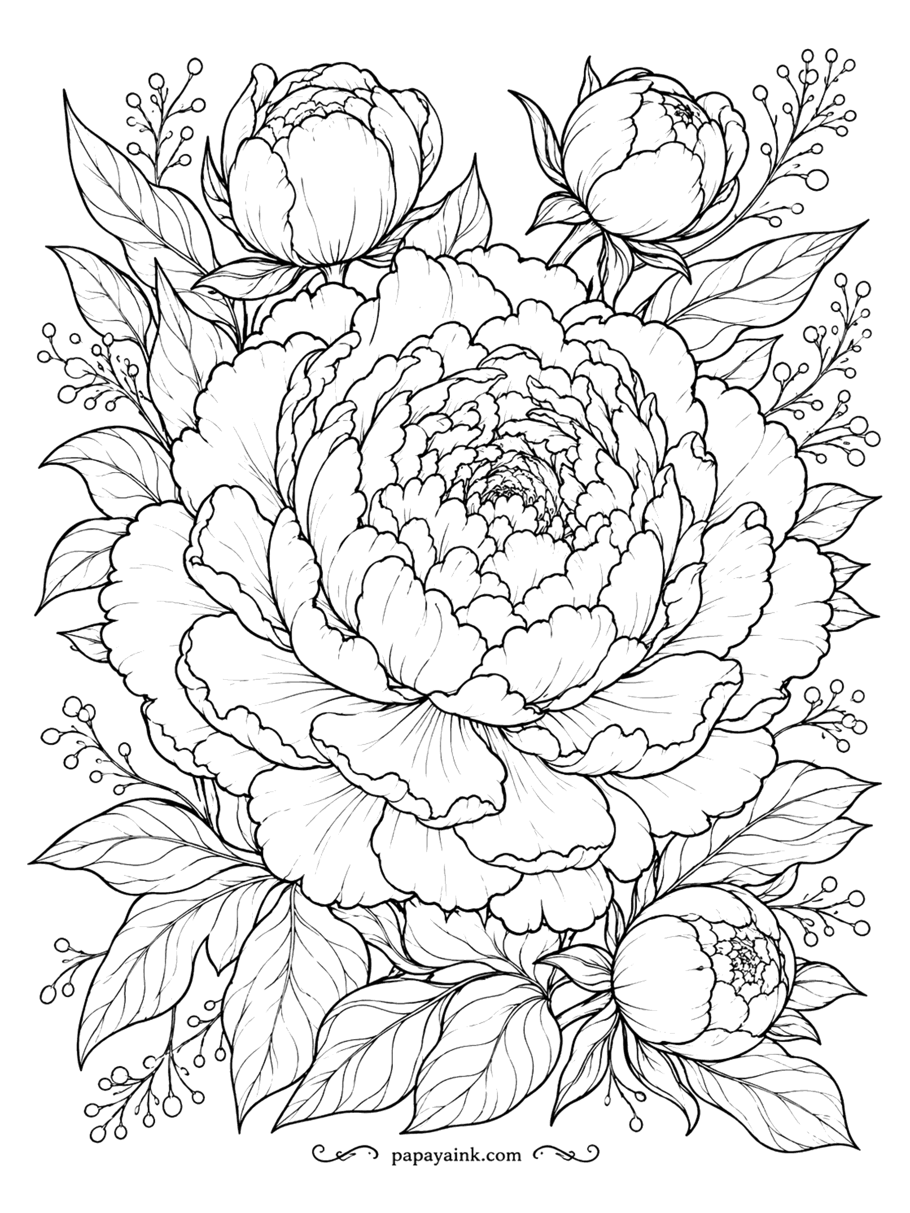 Flower Coloring Pages - Peony Coloring Page: Full Bloom with Buds and Berry Sprigs (Detailed)