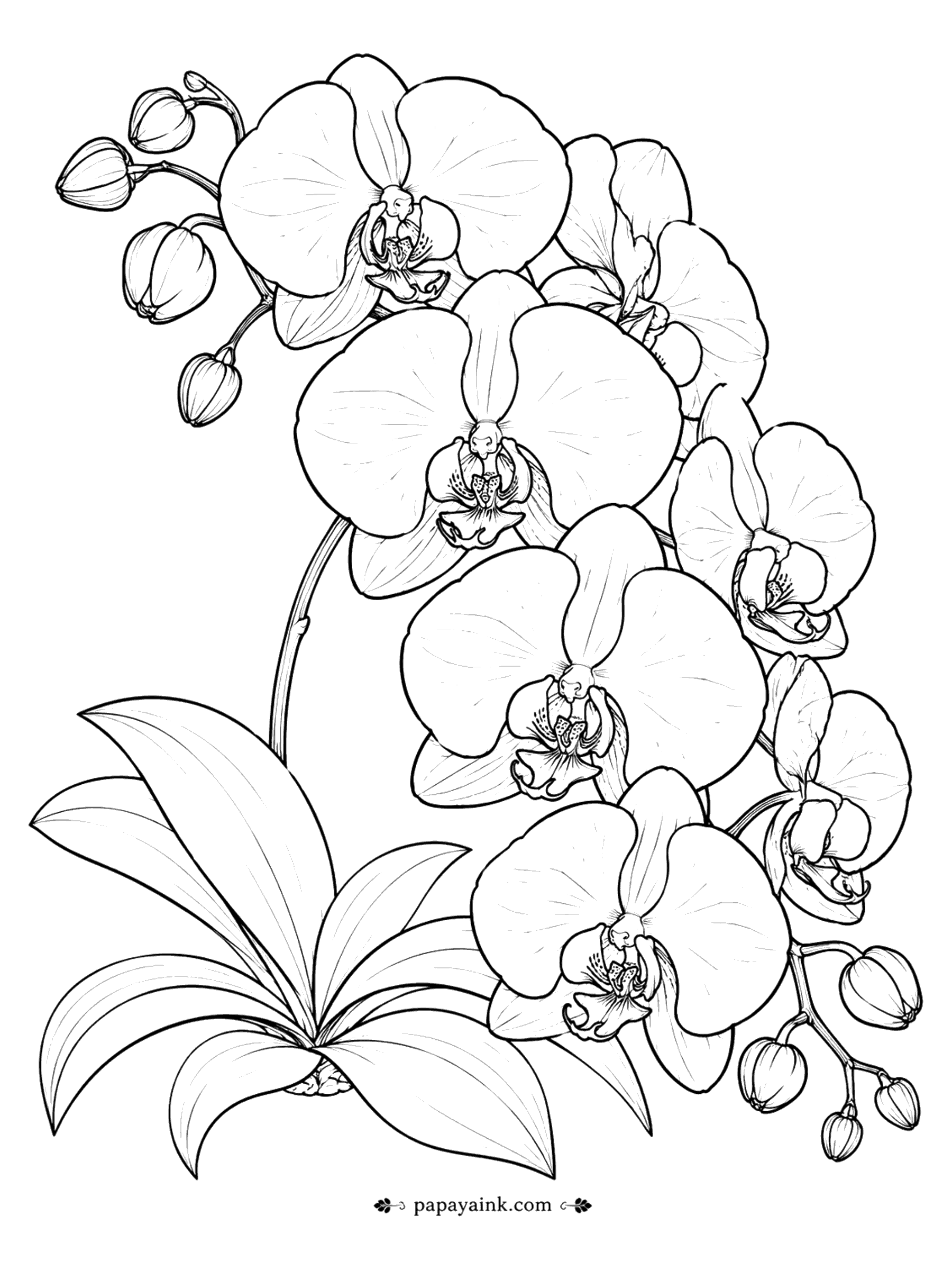 Flower Coloring Pages - Orchid Coloring Page: Phalaenopsis Spray with Leaves