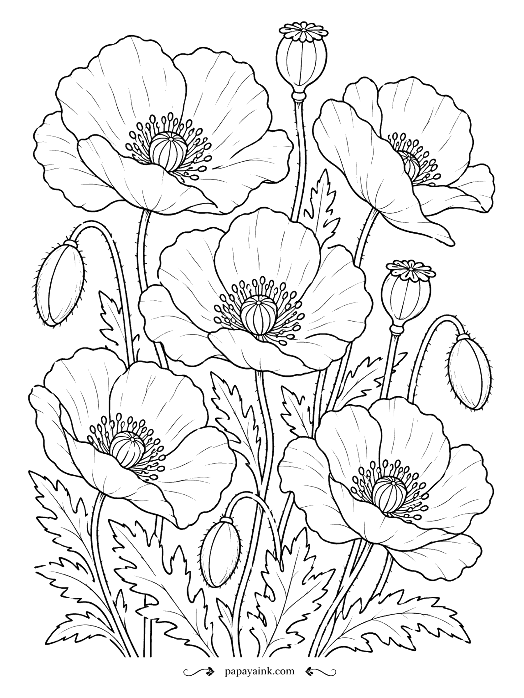 Flower Coloring Pages - Some poppies are fully open, some still nod in their hairy buds, and a few have already dropped their petals to leave crowned seed heads. Detailed - the stamens ring each center.