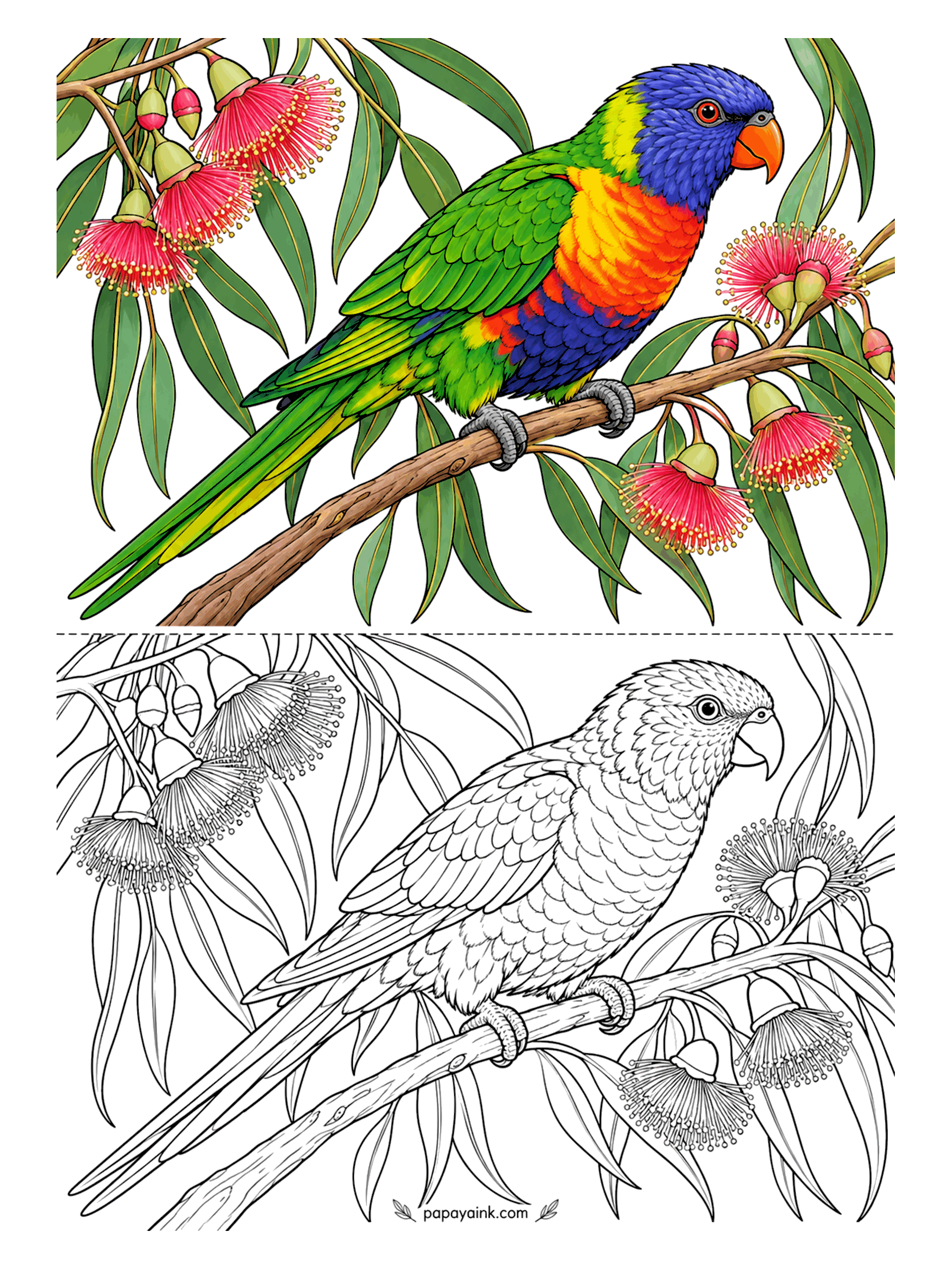 Bird Coloring Pages - Rainbow lorikeets live on nectar, and this one has found a tree full of it. It leans toward a gum blossom with eucalyptus leaves hanging all around. Blue head, green back, orange chest, yellow under the wing; the flowers are pink pompoms with yellow tips.