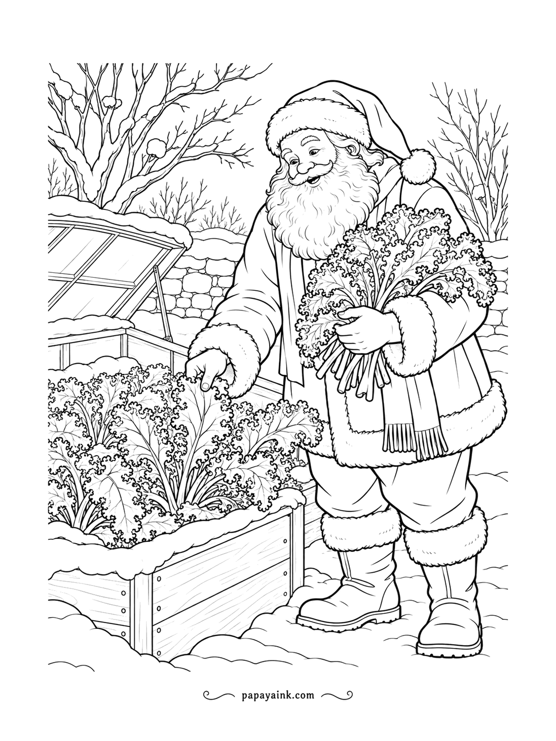 Santa Coloring Pages - Kale tastes sweeter after a frost, which is why Santa is out in the raised bed picking an armful. A cold frame sits behind him. Every frilly leaf is its own little shape - slow and satisfying.