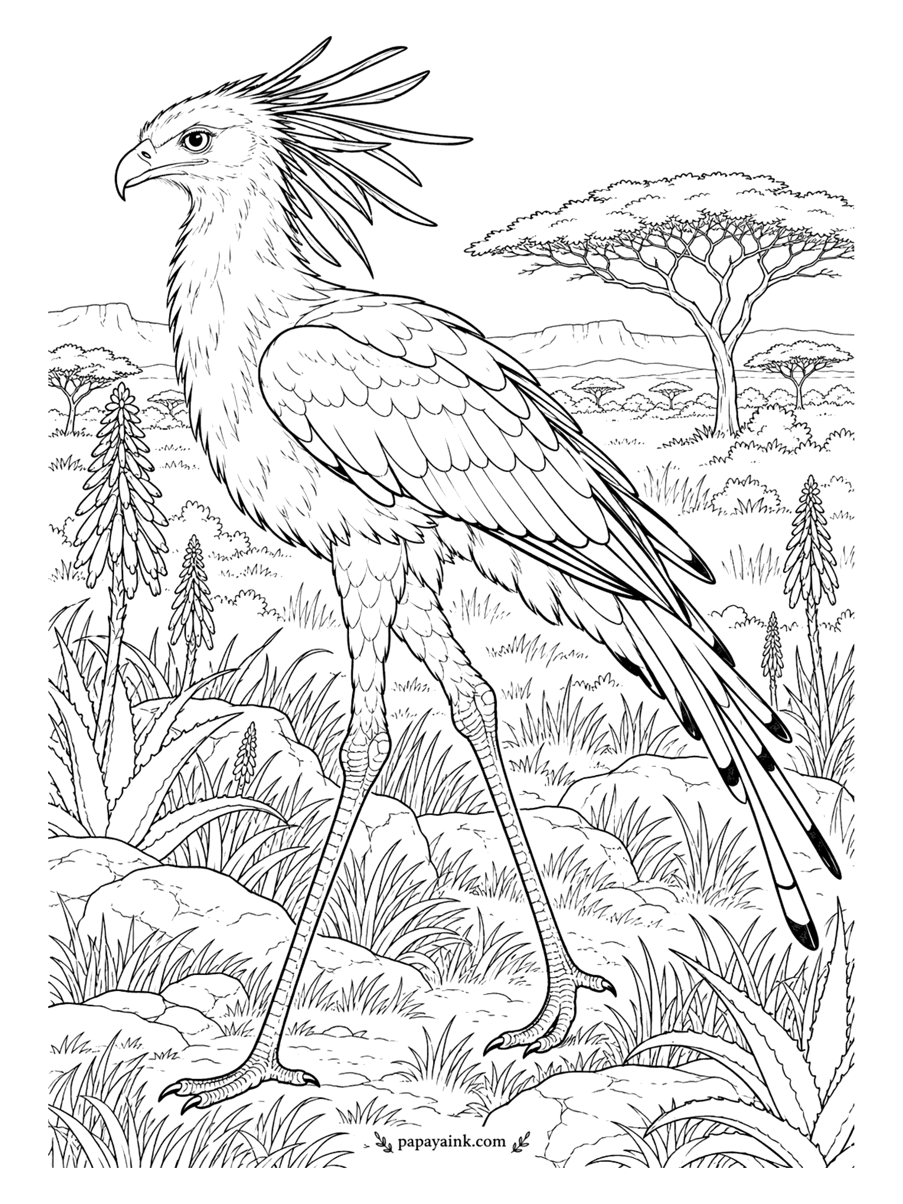 Bird Coloring Pages - An eagle that decided to walk. The secretarybird crosses the savanna on legs built for a crane, quill feathers trailing from its head, acacias flat on the horizon. Gray body, black leggings, a bare orange face, and the long tail tipped in black.